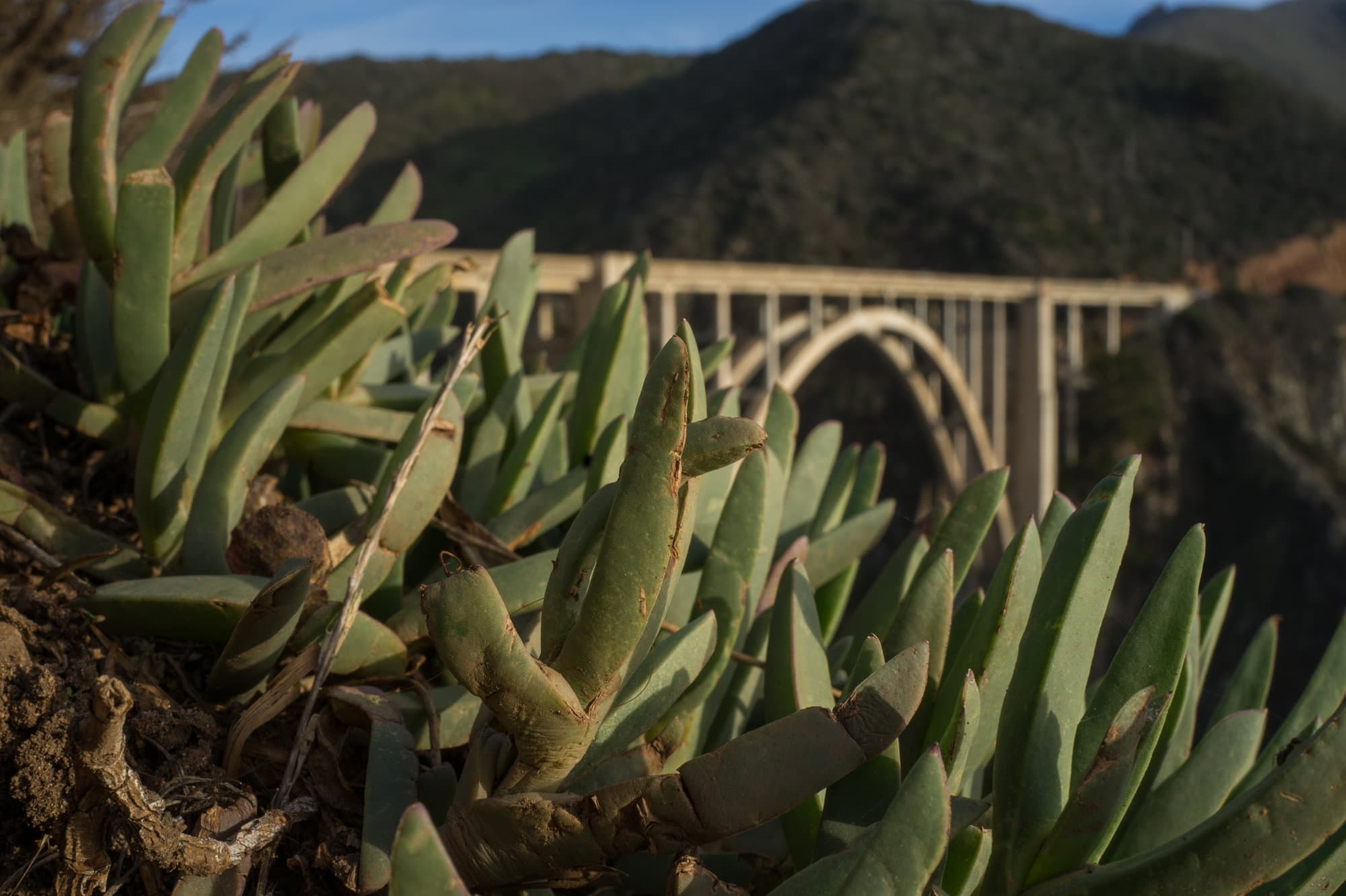 Carmel & Monterey photo DSC08556