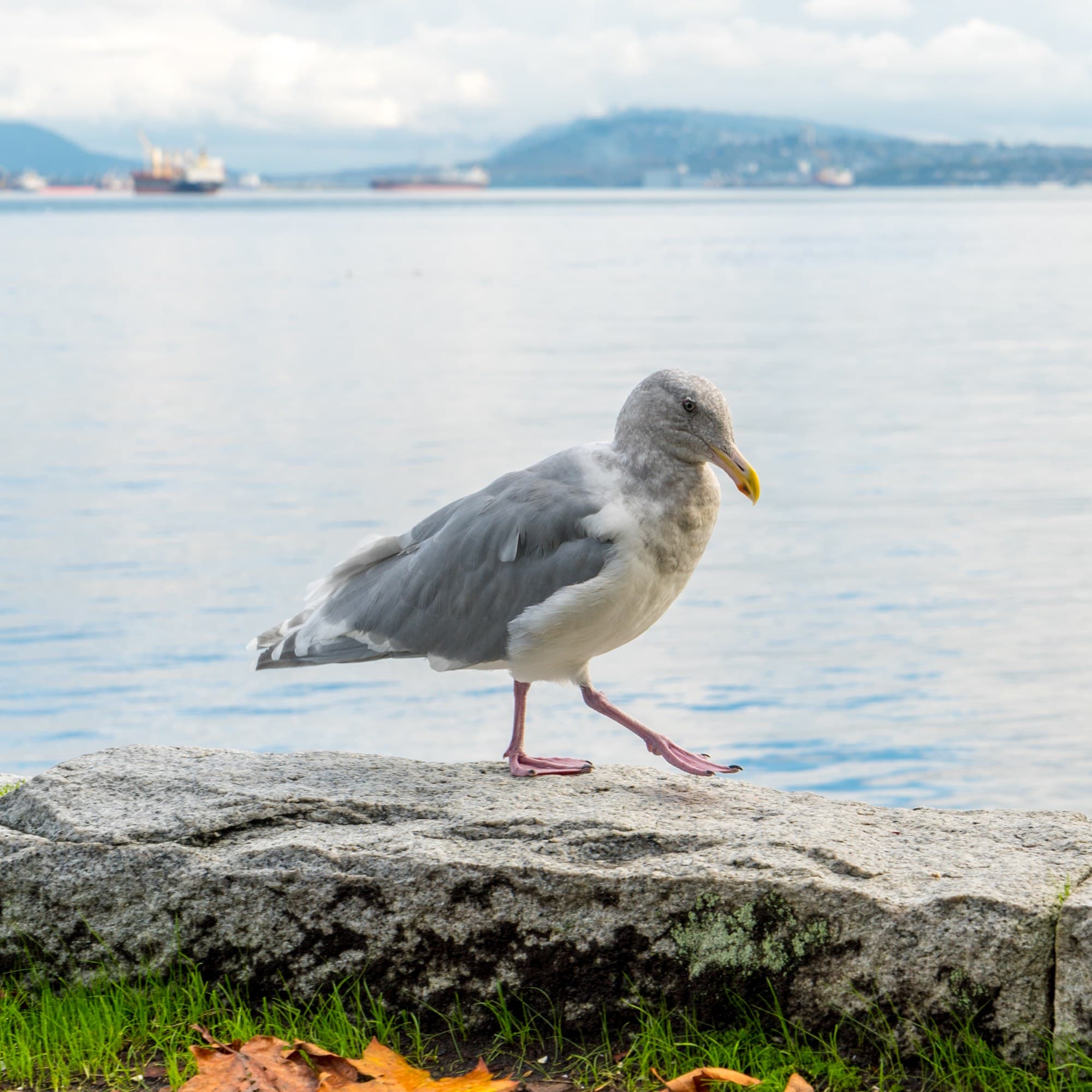 Vancouver photo DSC07452