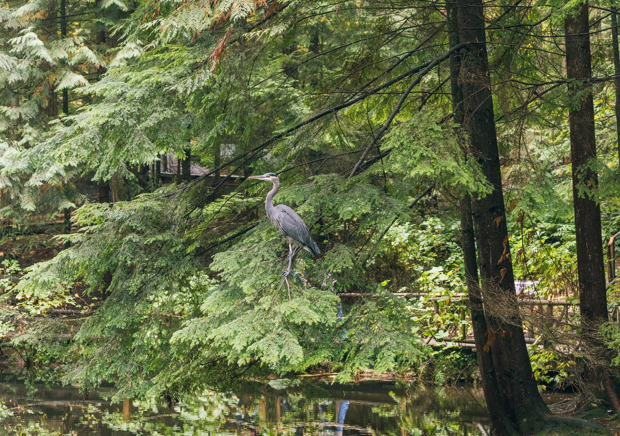 Vancouver photo DSC07632