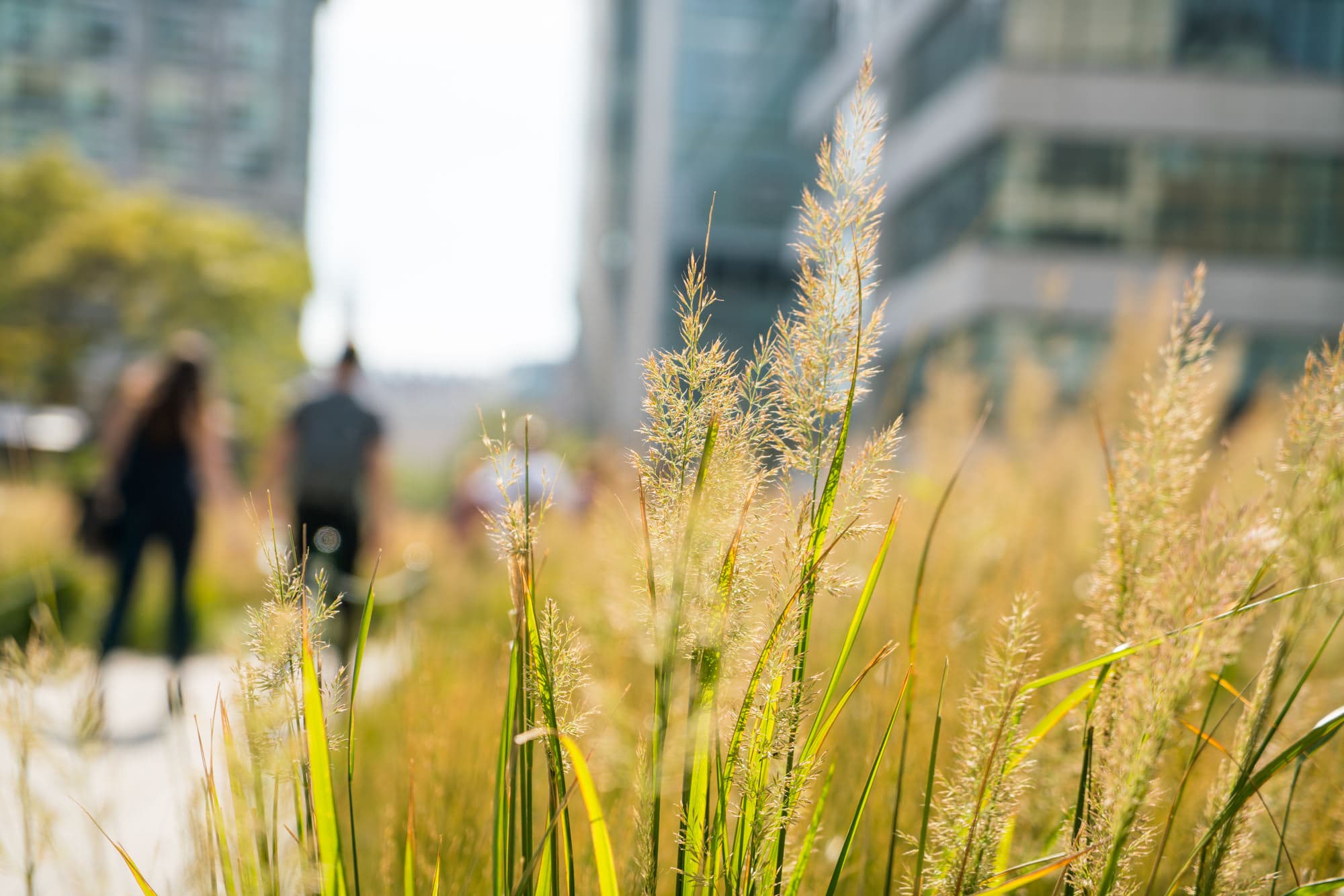 The High Line photo DSC04358