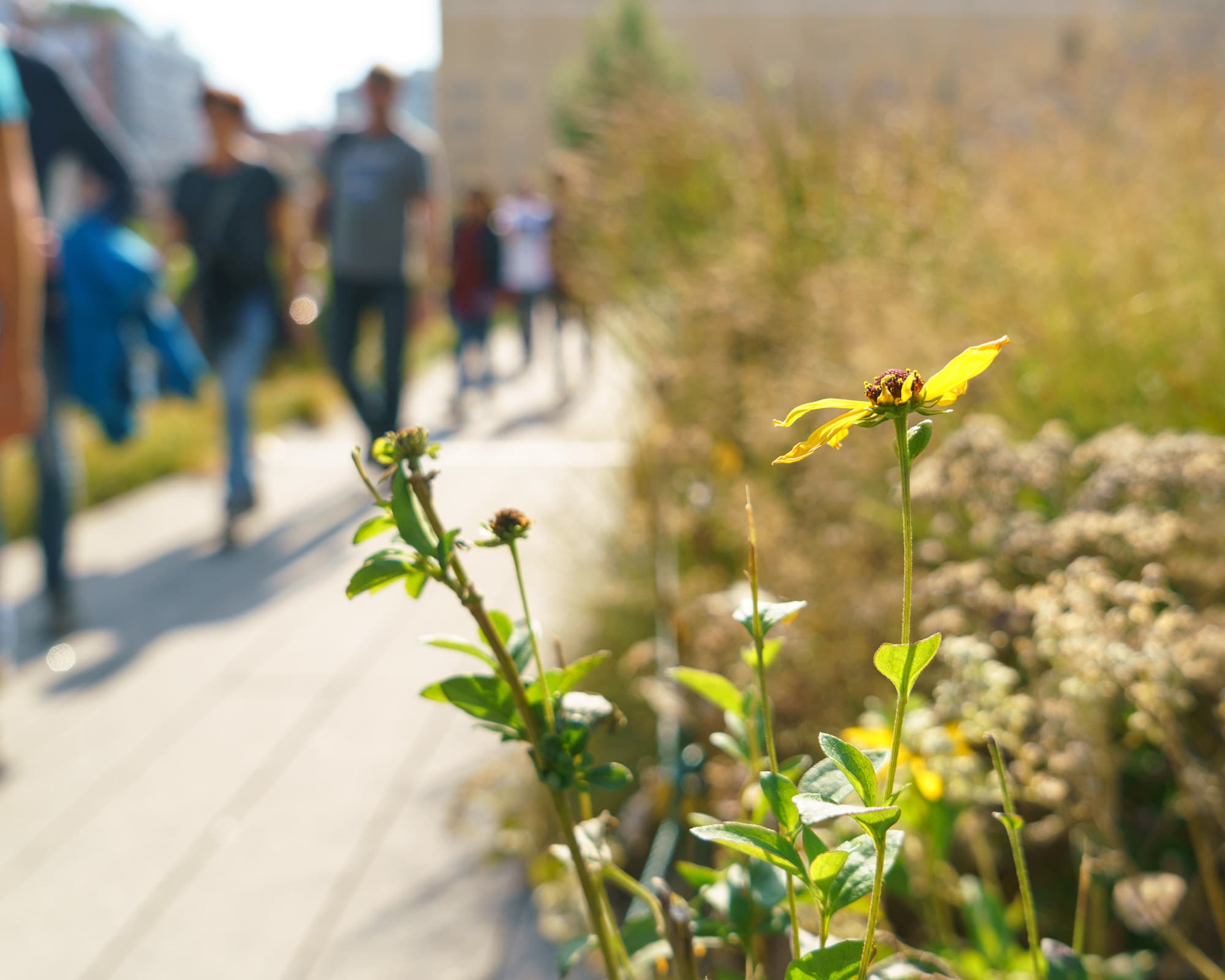 The High Line photo DSC04422