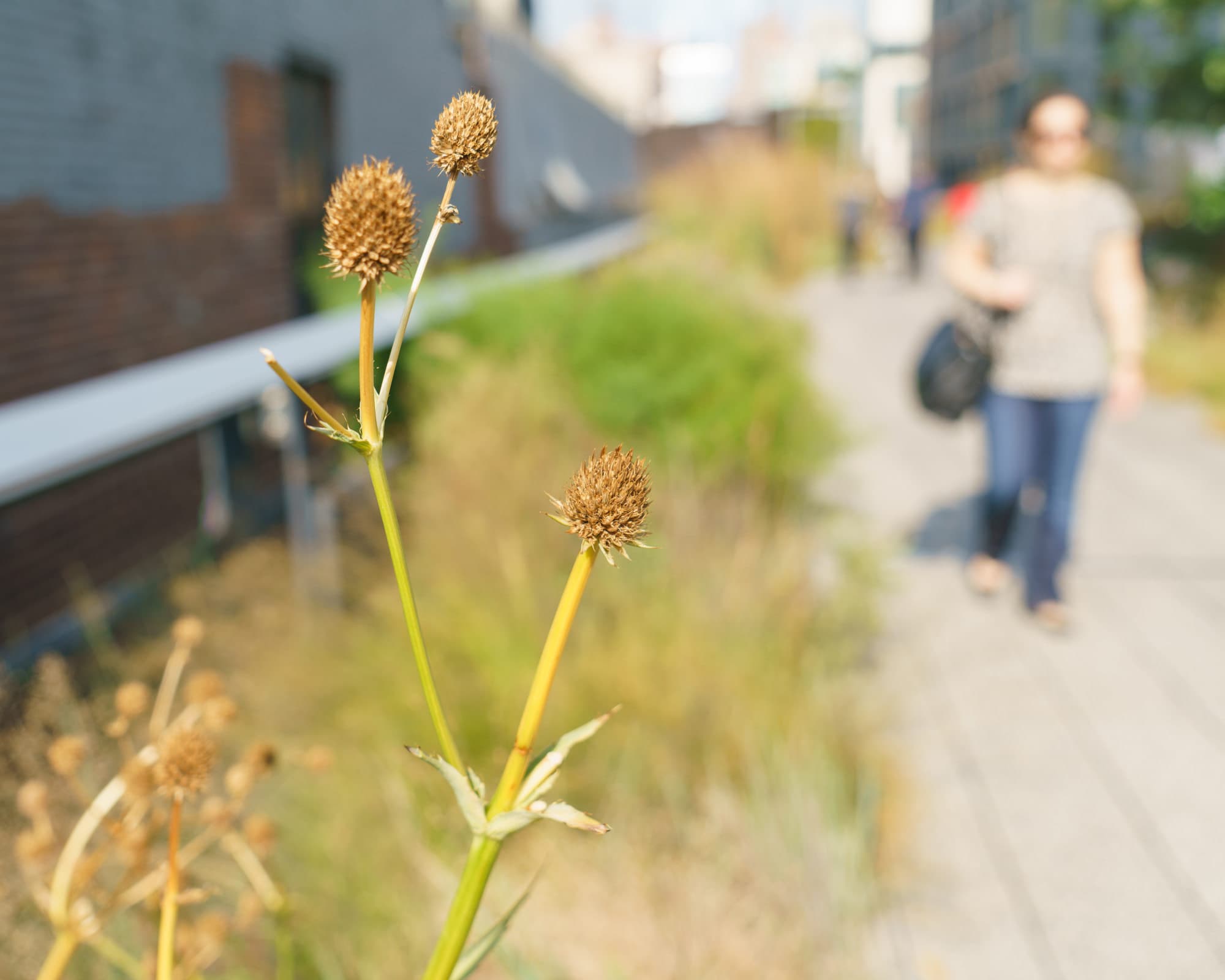 The High Line photo DSC04423
