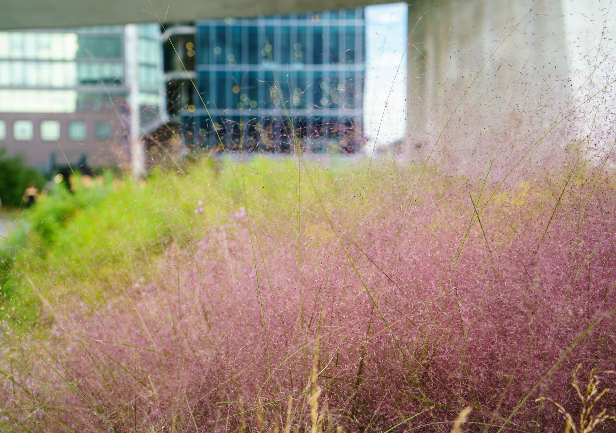 The High Line photo DSC04528