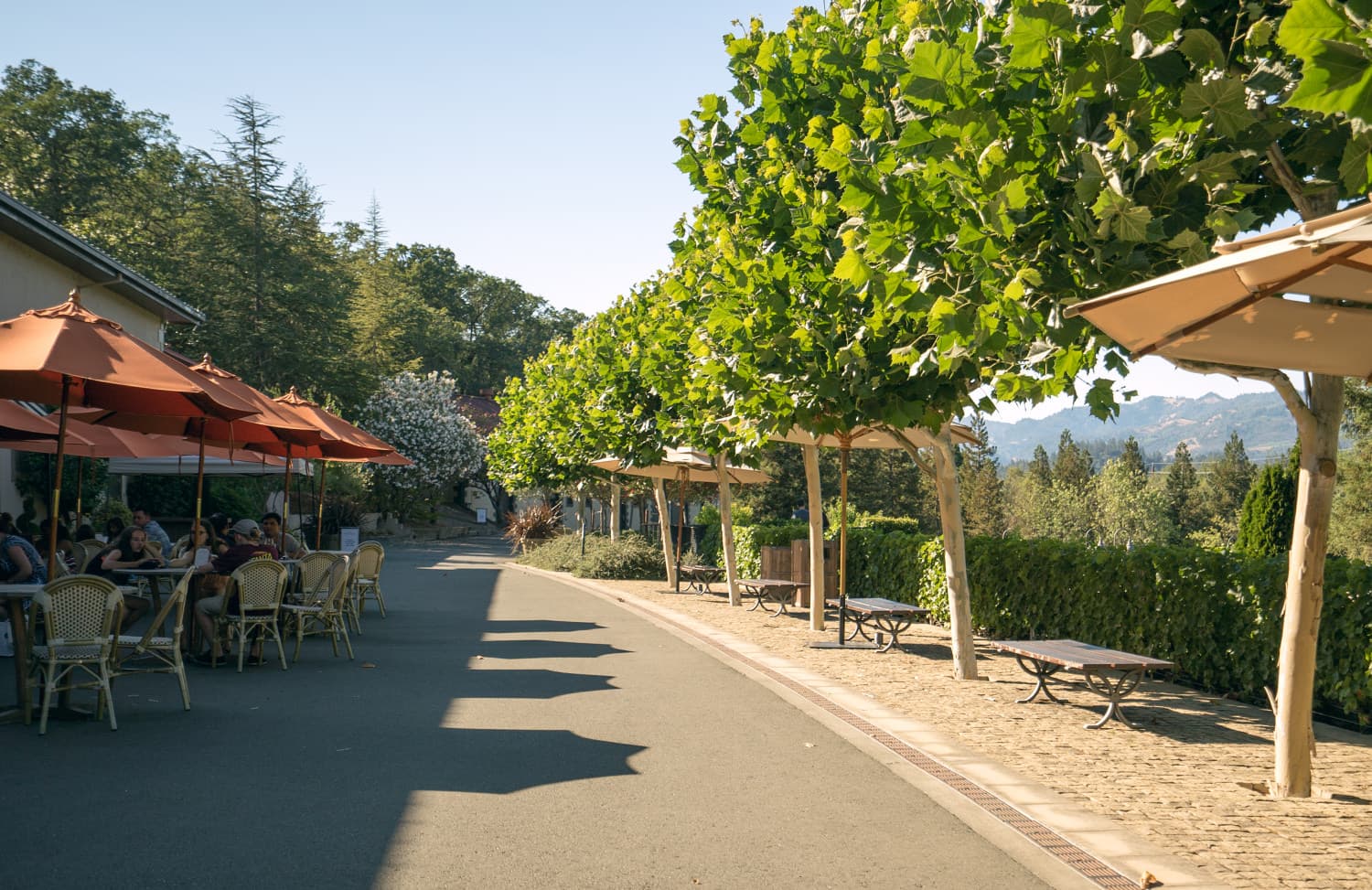 Napa Valley photo DSC02760