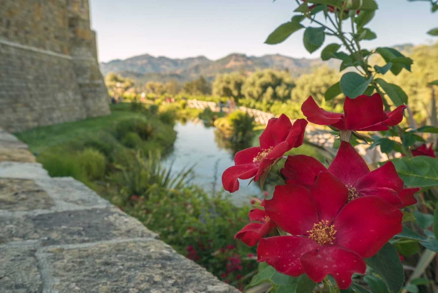 Napa Valley photo DSC02774