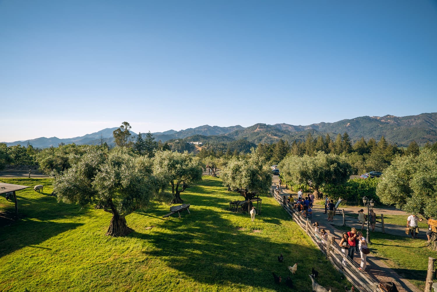 Napa Valley photo DSC02823