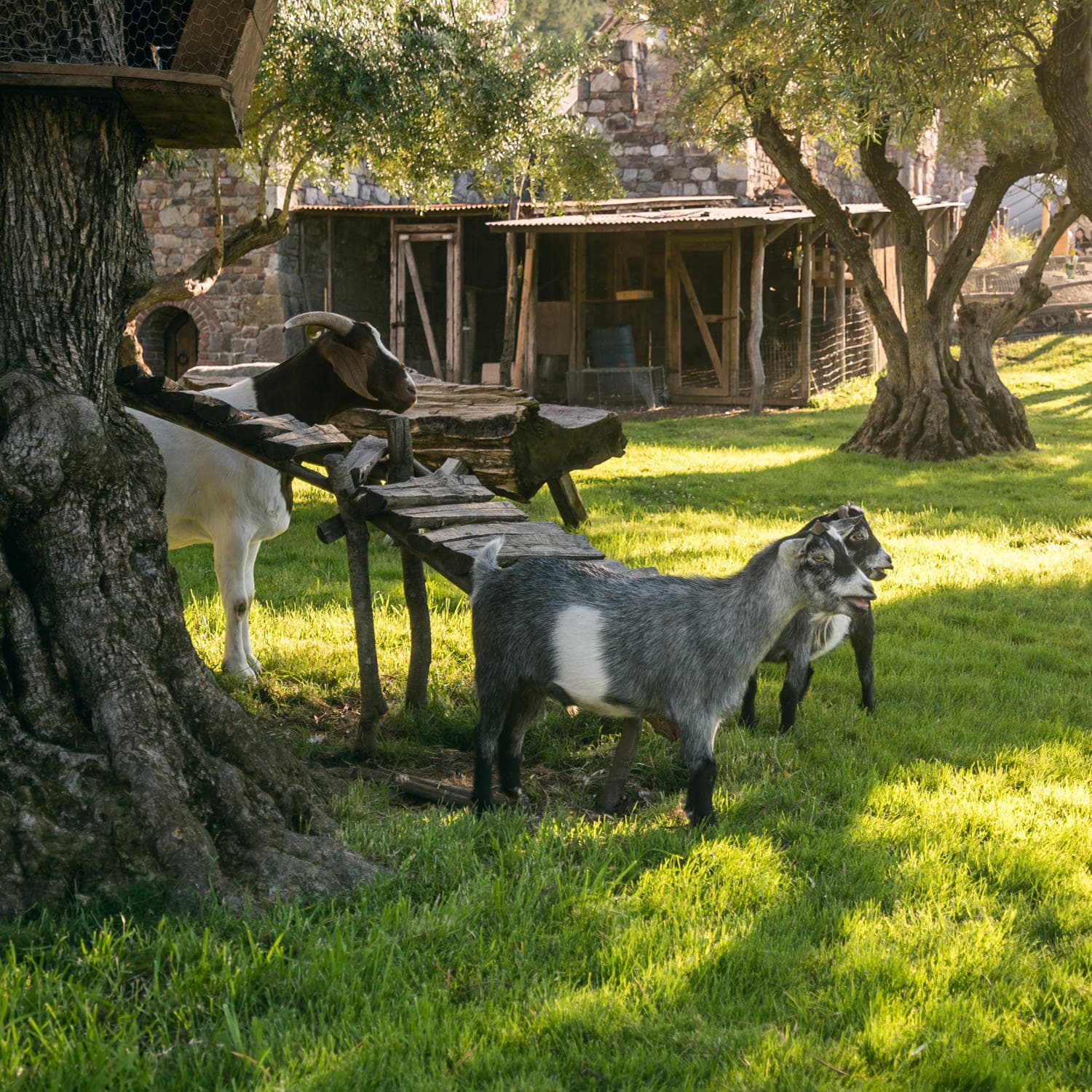 Napa Valley photo DSC02841