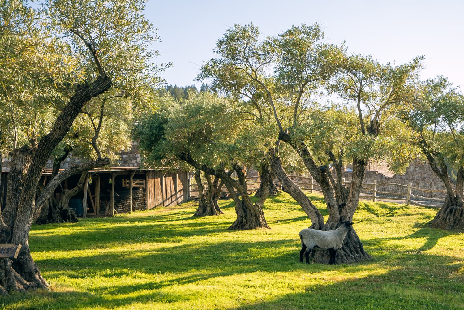 Napa Valley photo DSC02843