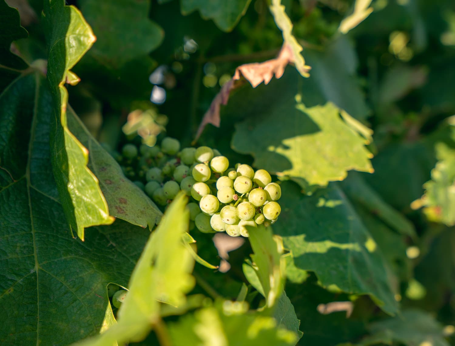 Napa Valley photo DSC02844