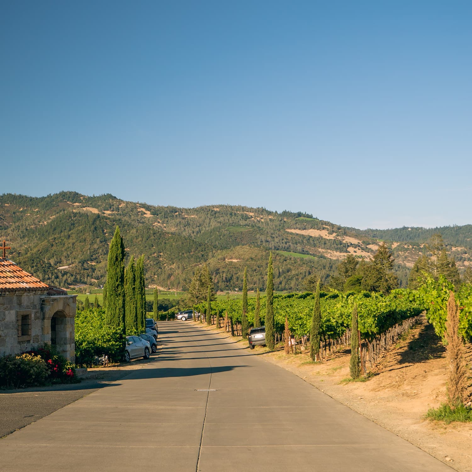 Napa Valley photo DSC02861