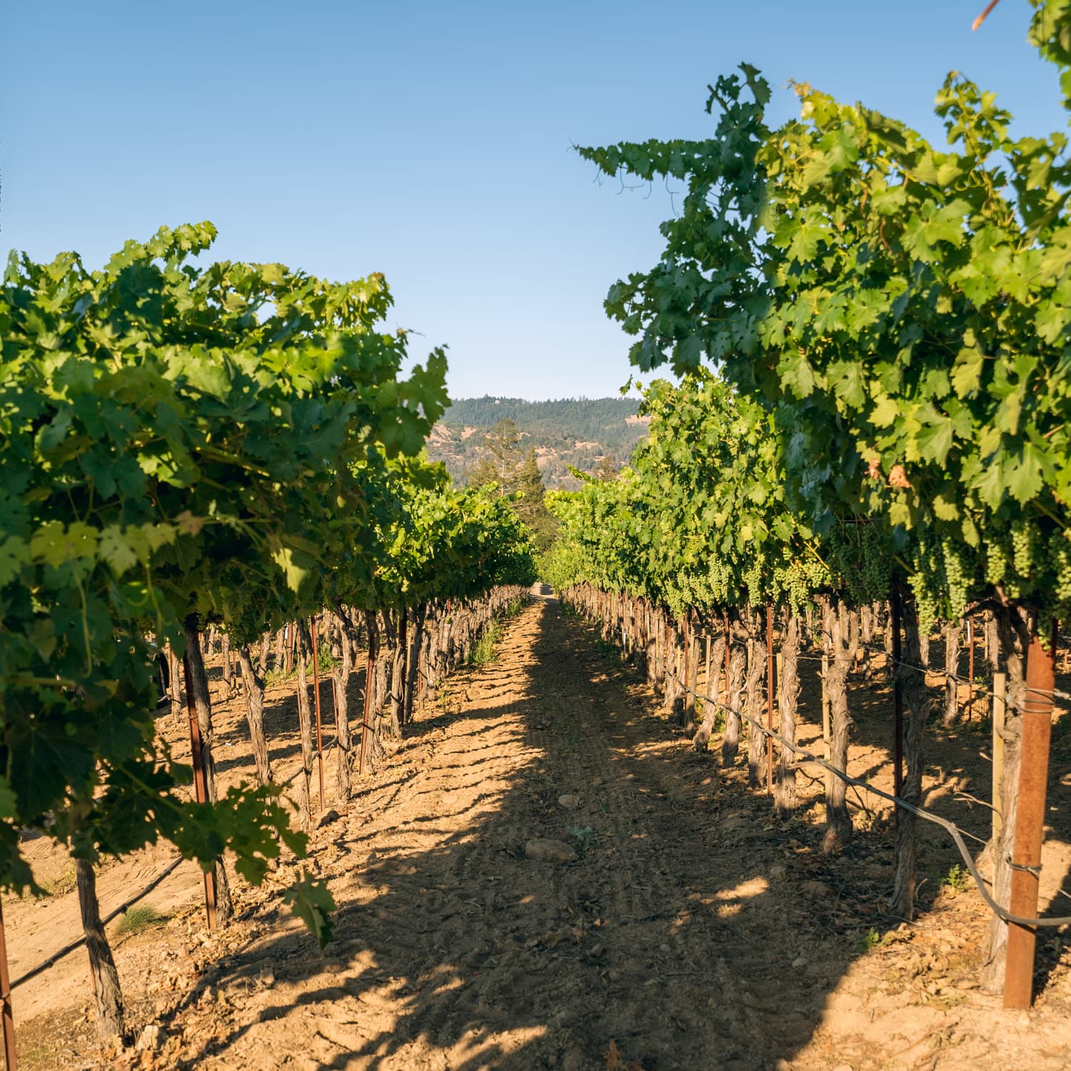 Napa Valley photo DSC02863