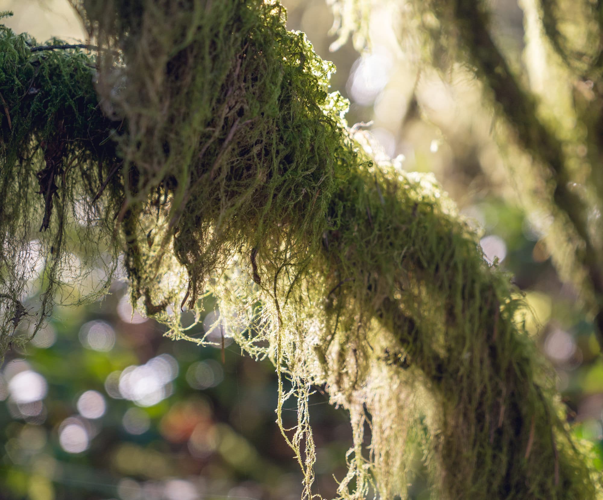 Portland photo DSC00881