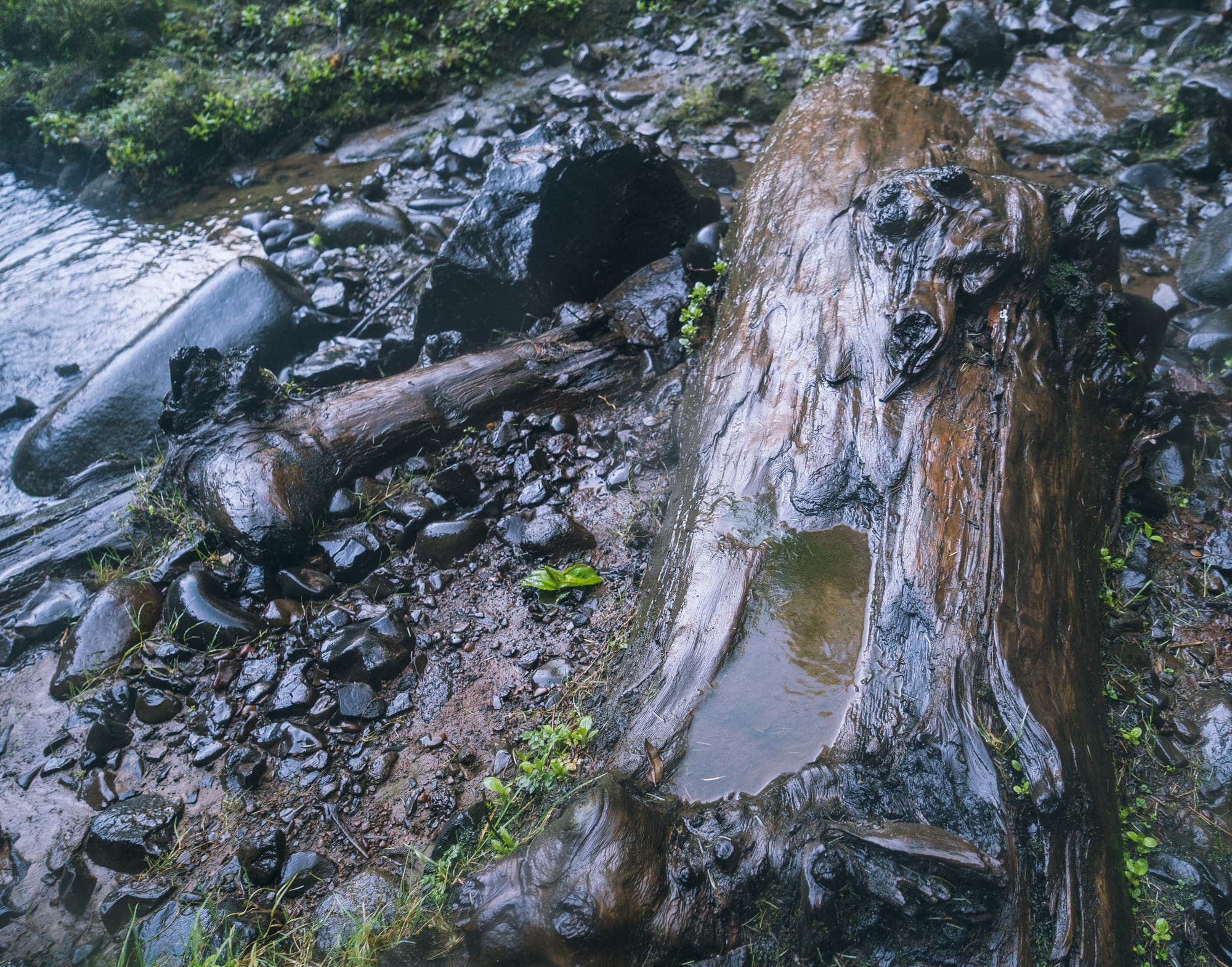 Portland photo DSC00923