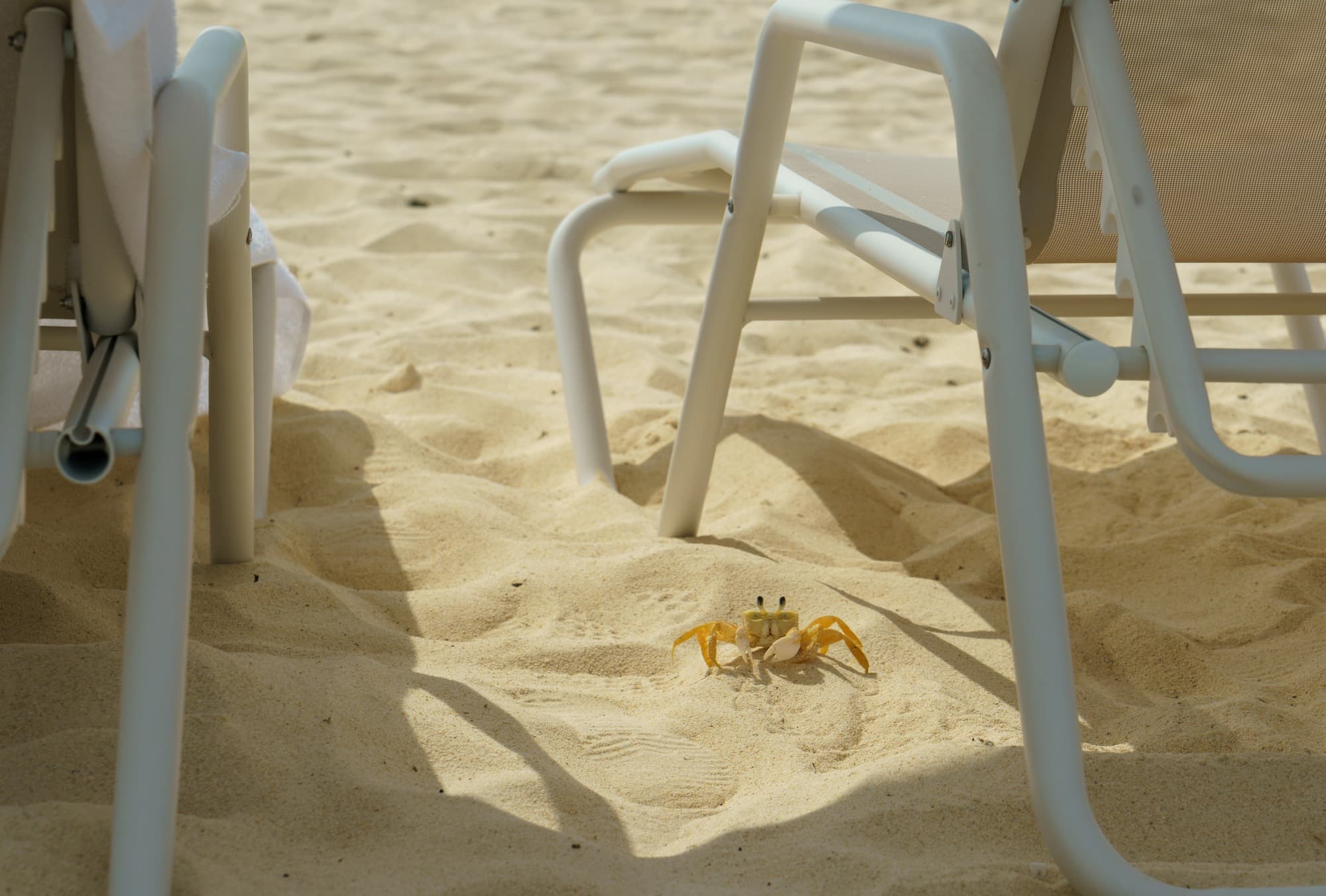 Grand Cayman photo DSC05580