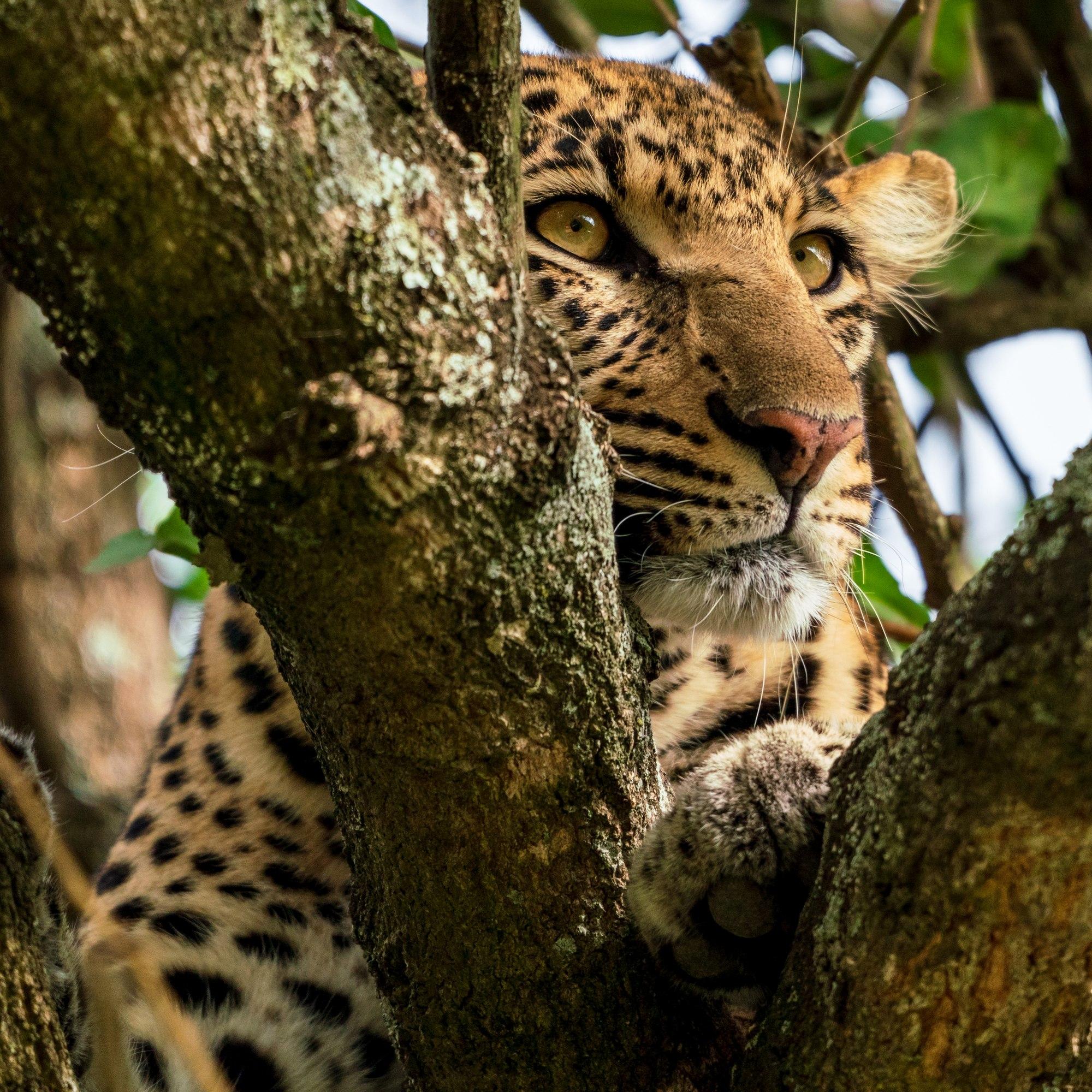 Africa - South Serengeti