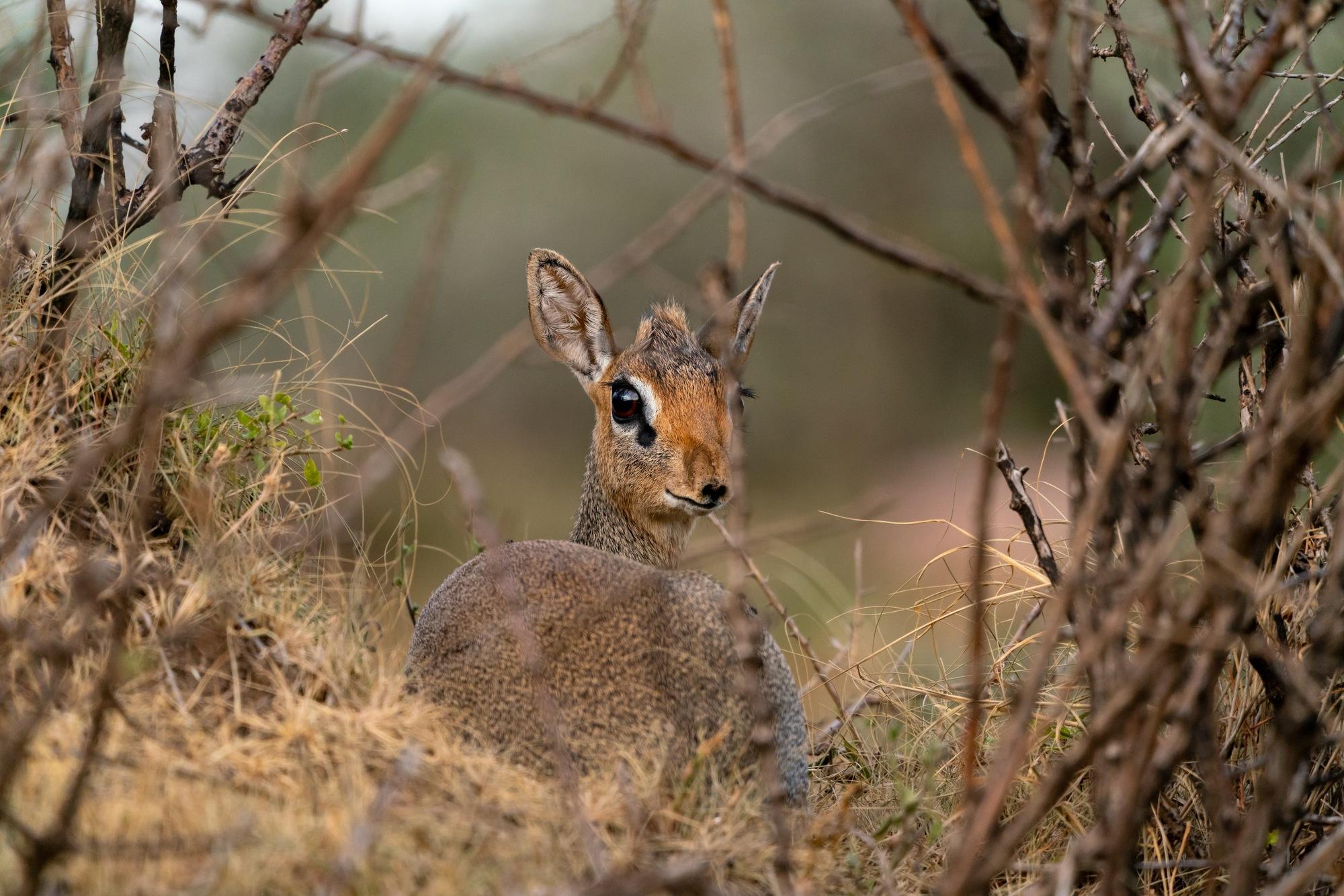 Africa - South Serengeti