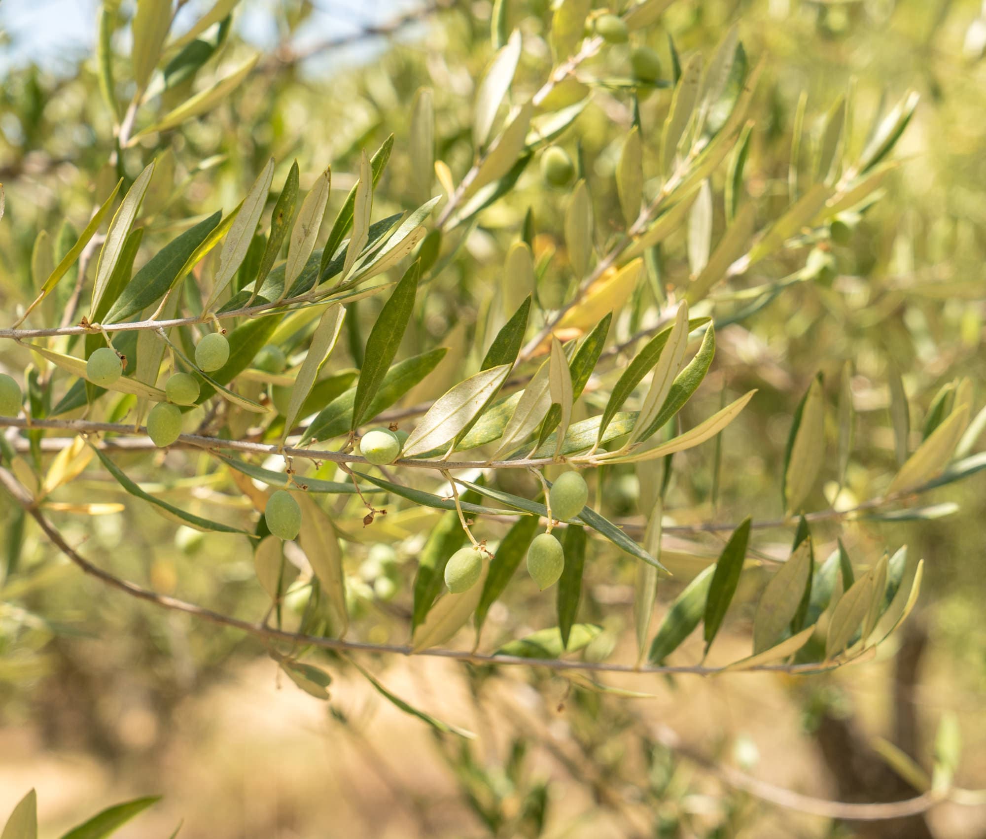 Crete photo DSC01351