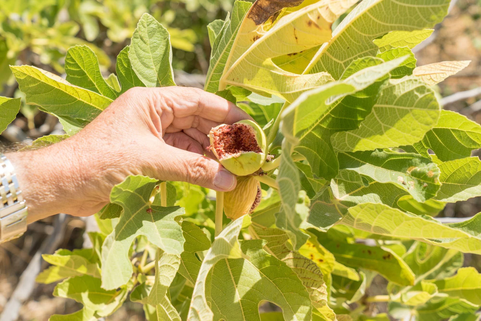 Crete photo DSC01356