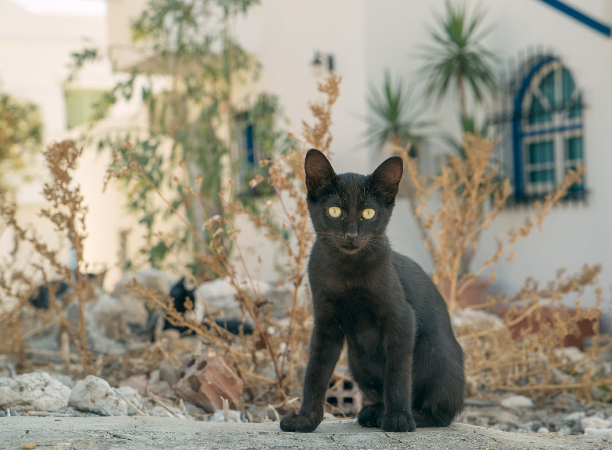 Paros photo DSC02757