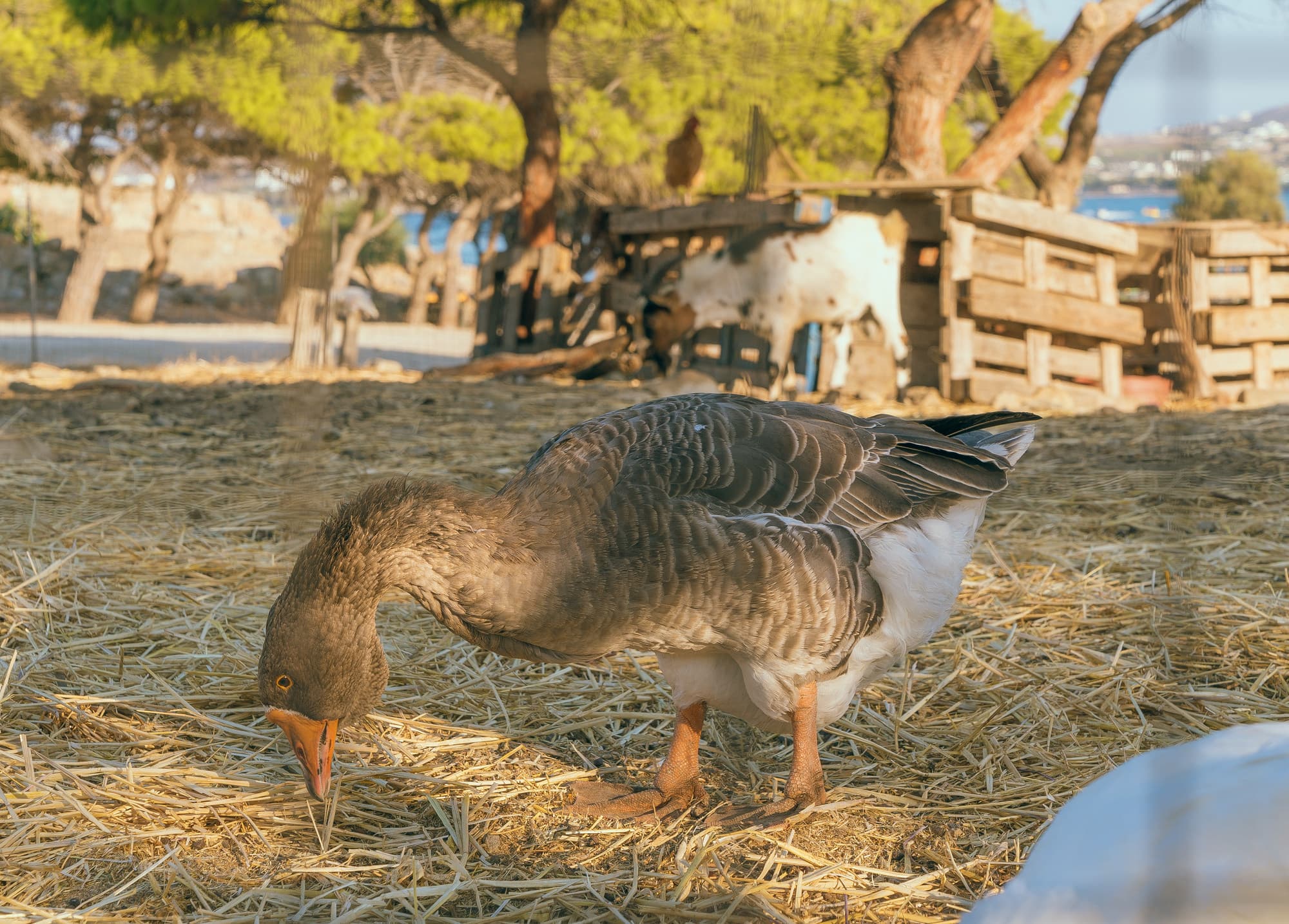 Paros photo DSC02840