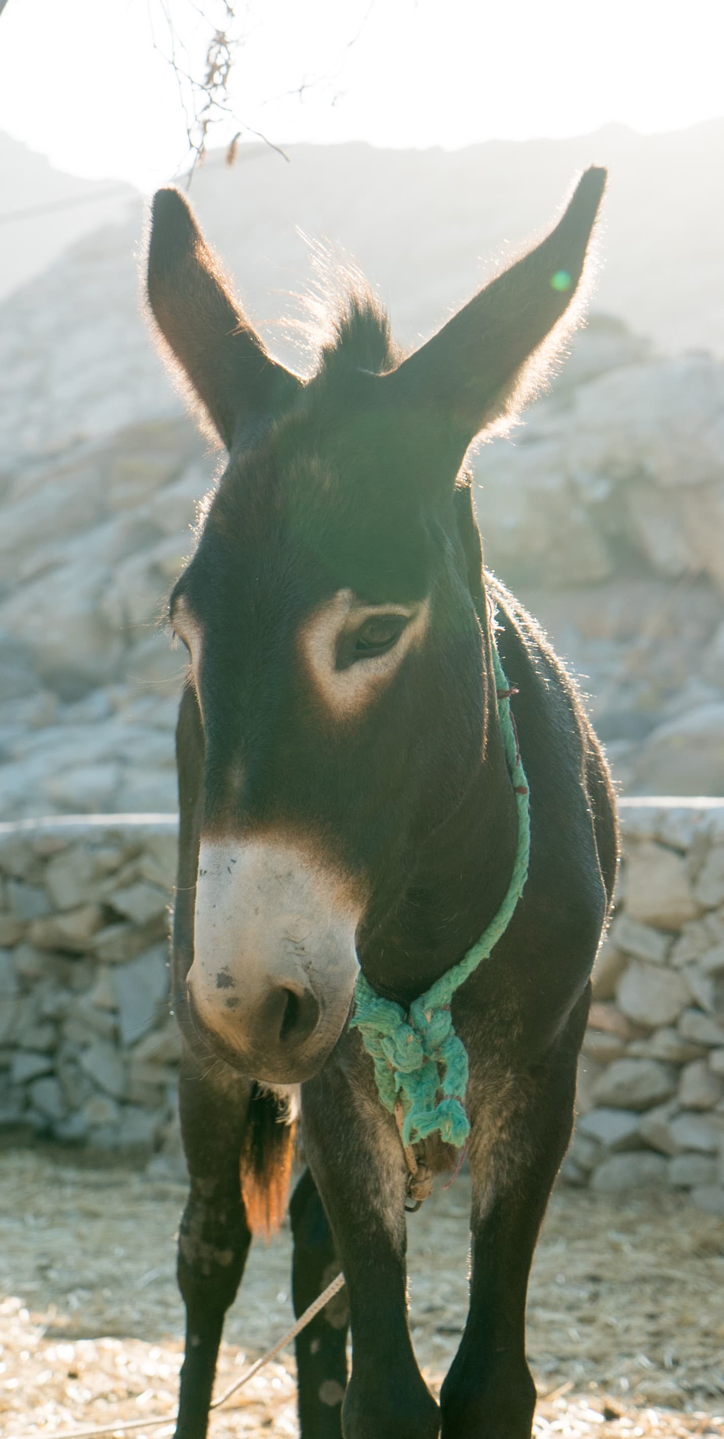 Paros photo DSC02843
