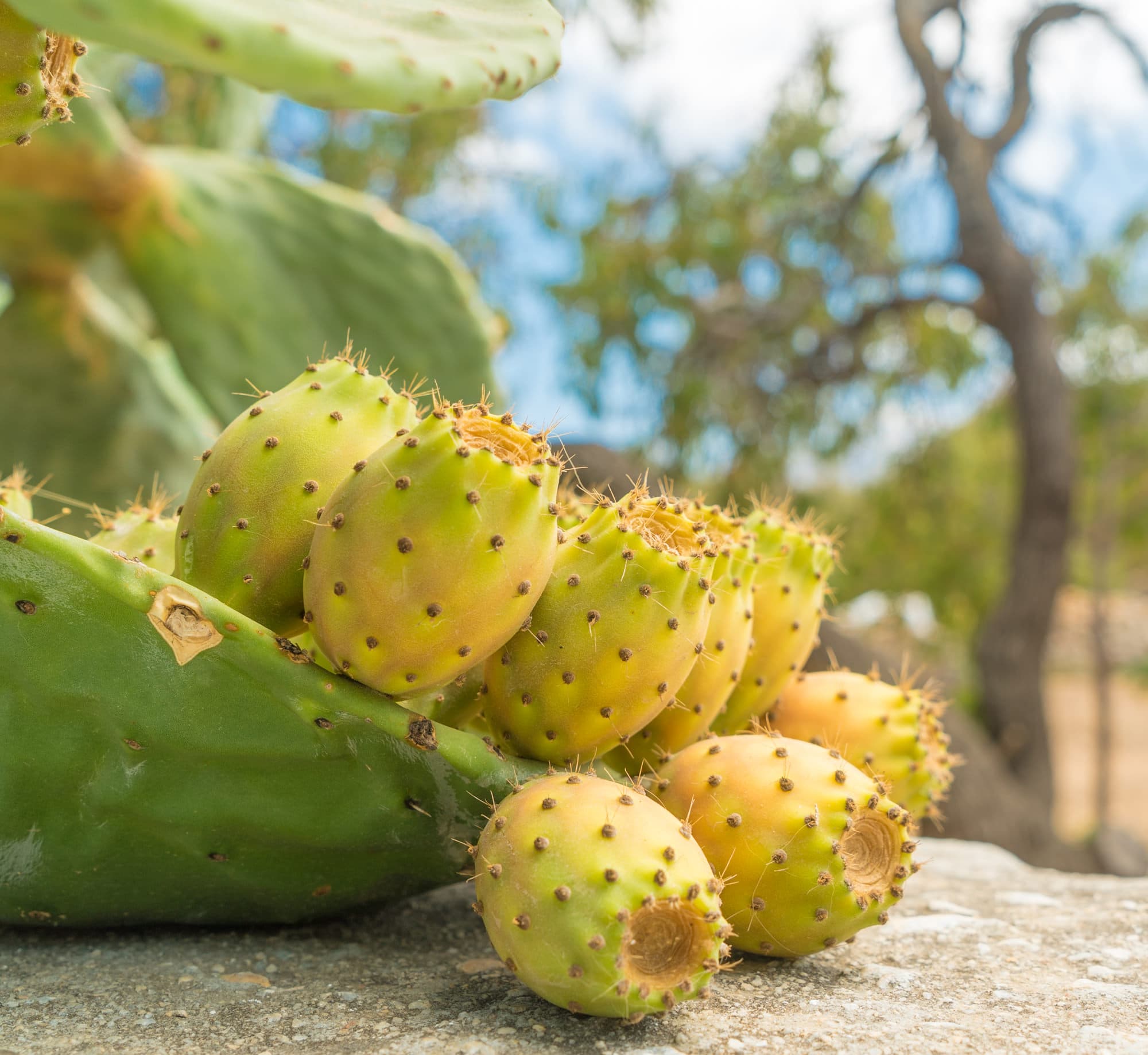 Folegandros photo DSC04893