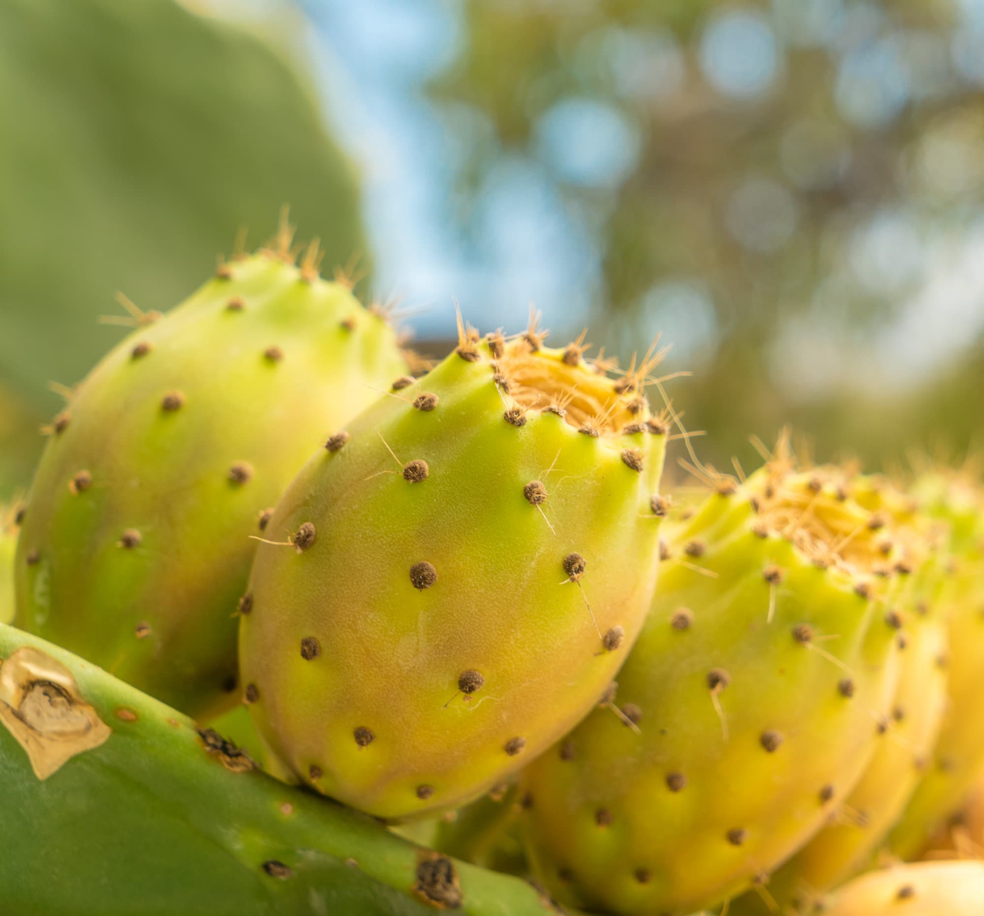 Folegandros photo DSC04895
