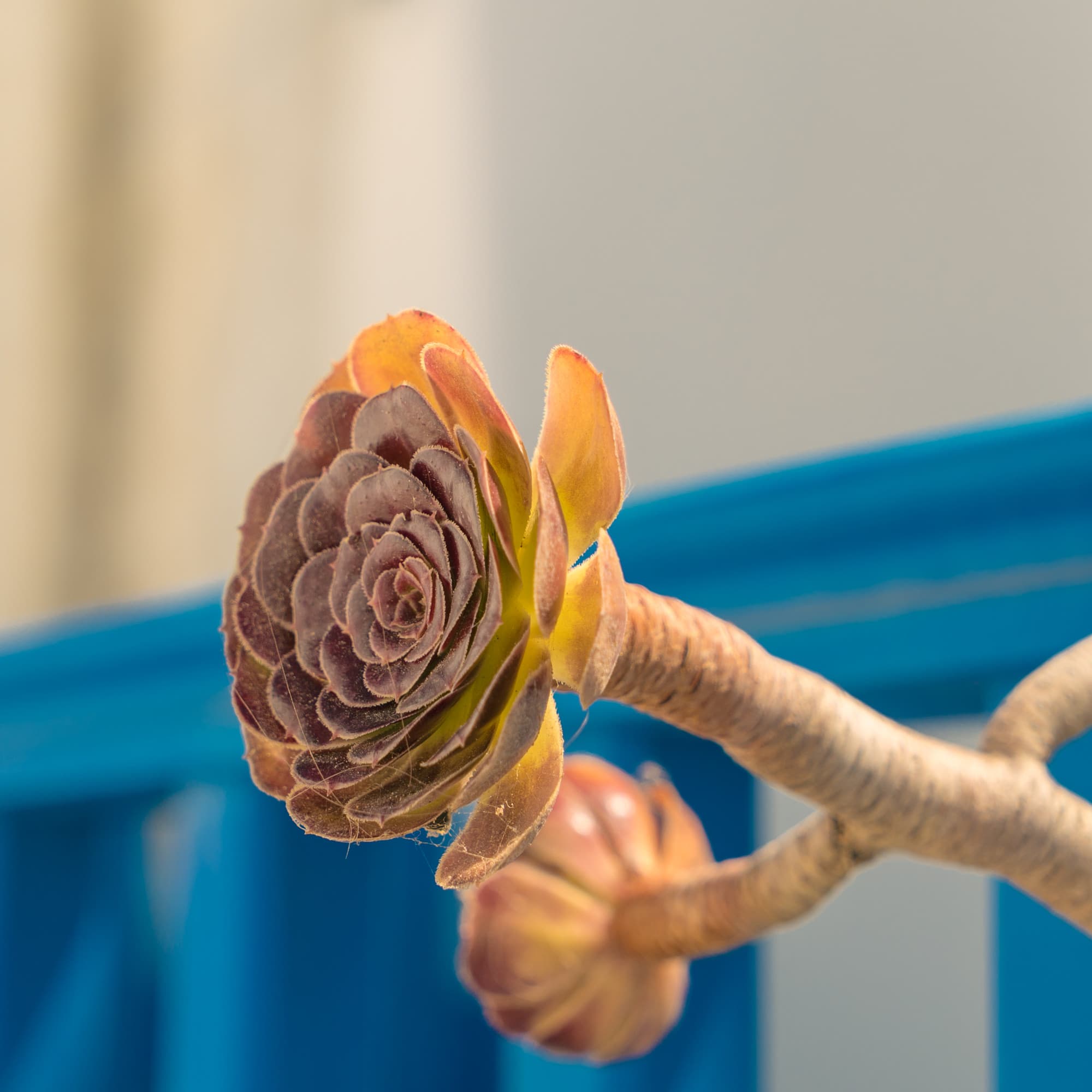 Folegandros photo DSC04986