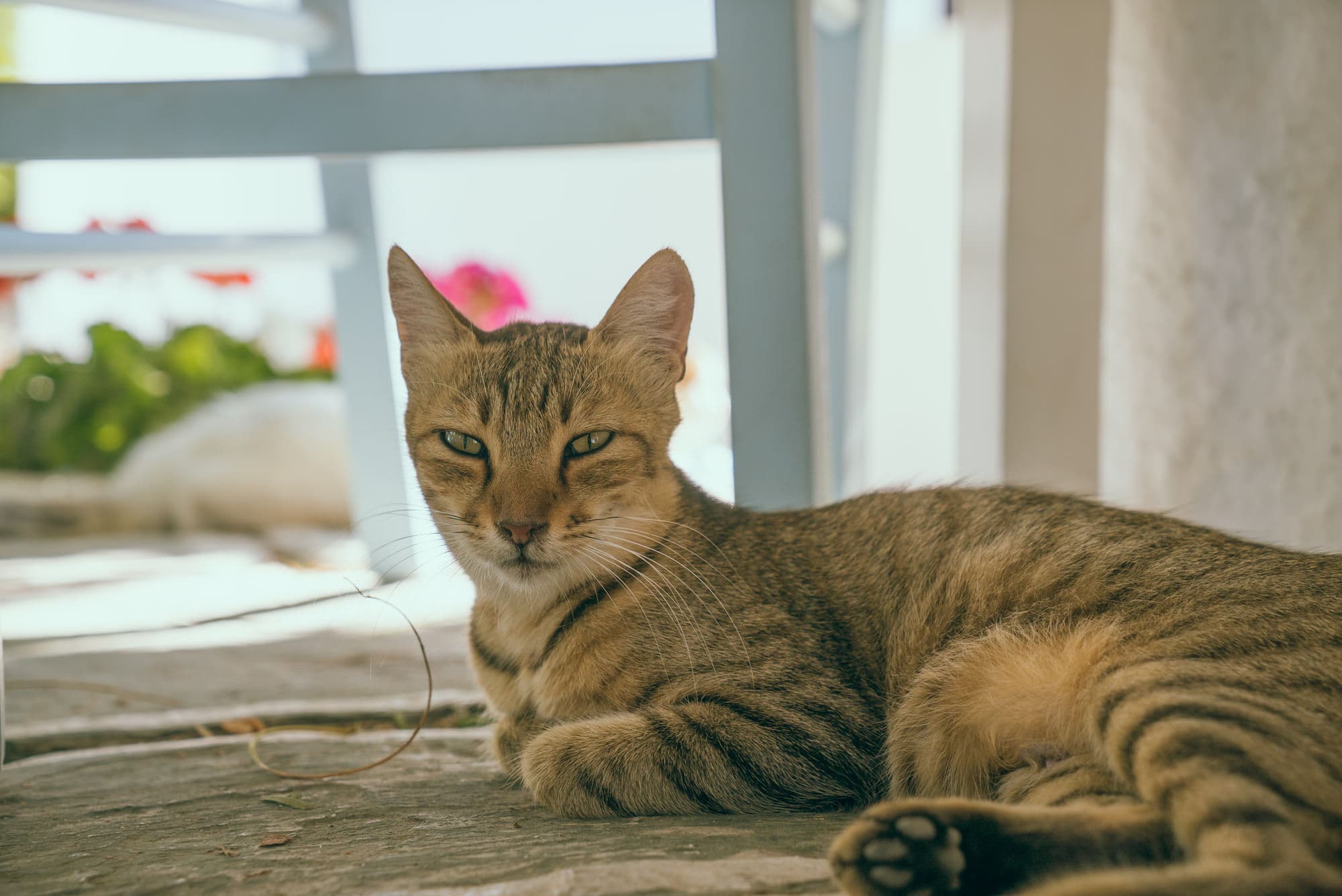 Folegandros photo DSC05285