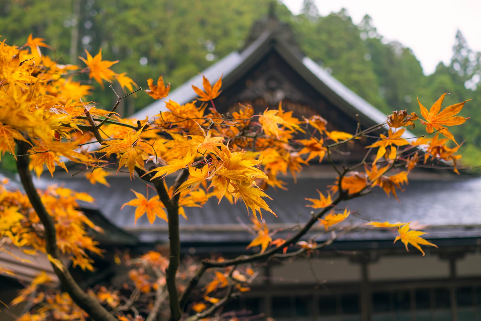 Japan day 12 photo DSC07121