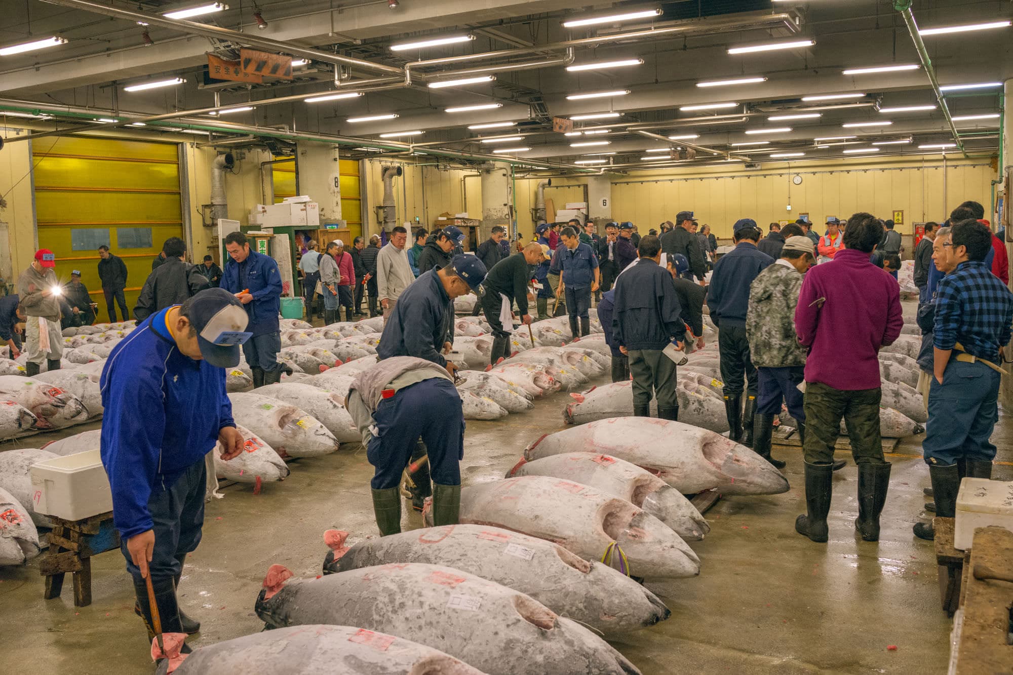 Tsukiji fish market, Odaiba and Shinjuku