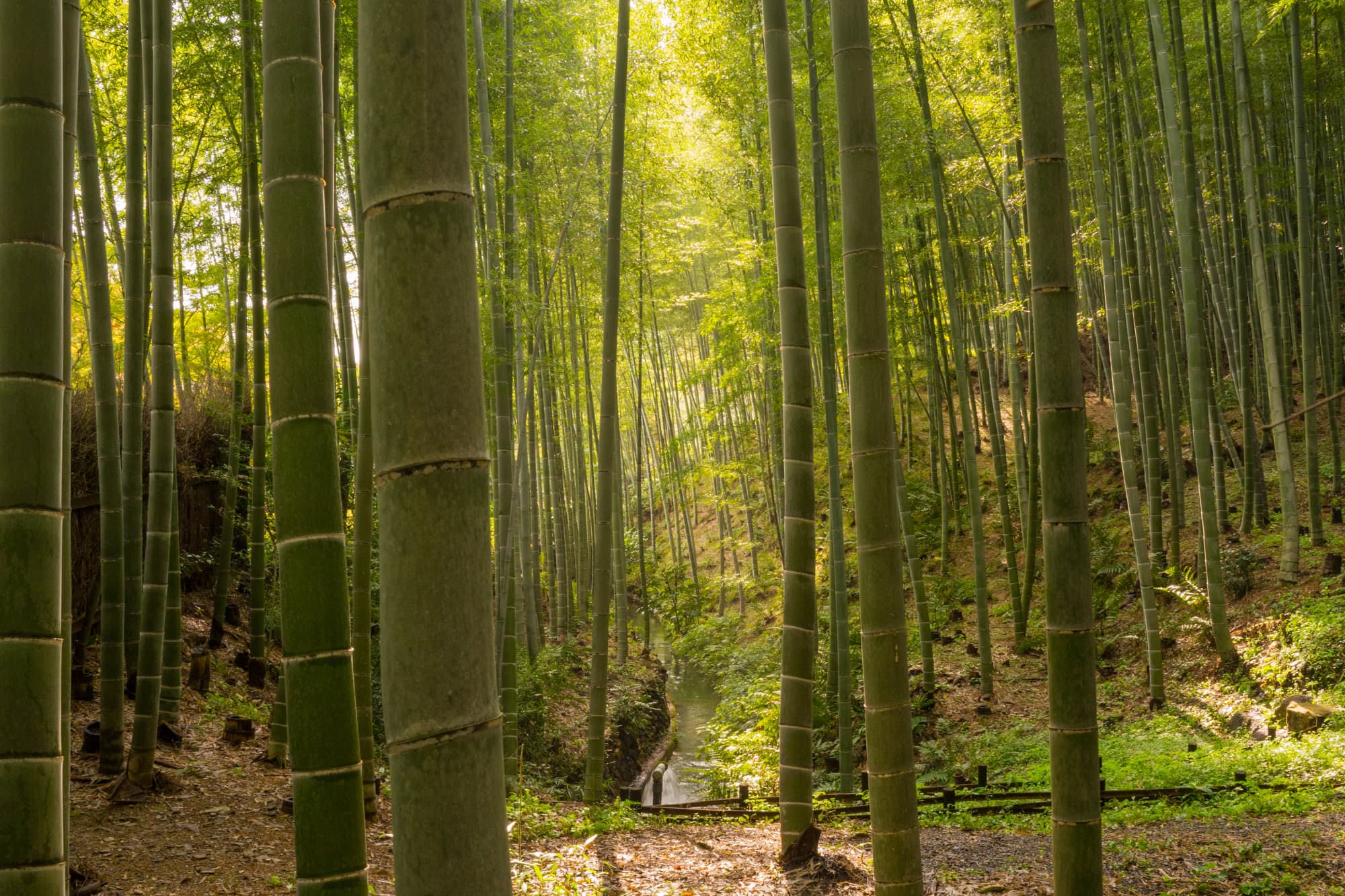 Japan day 8 photo DSC05564