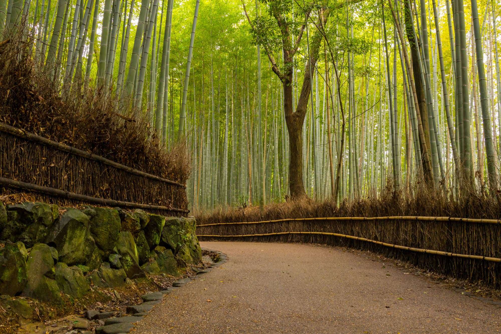Japan day 8 photo DSC05579