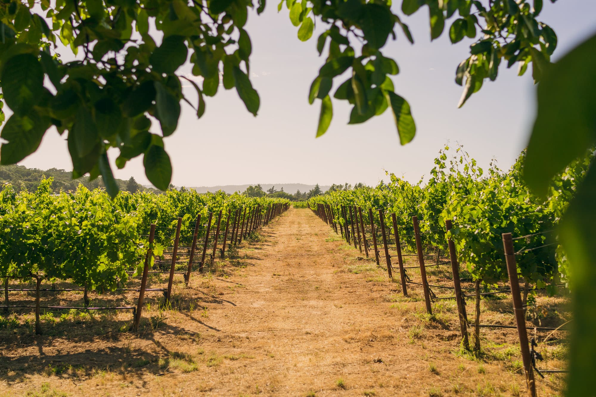 Sonoma Weekend photo DSC00661