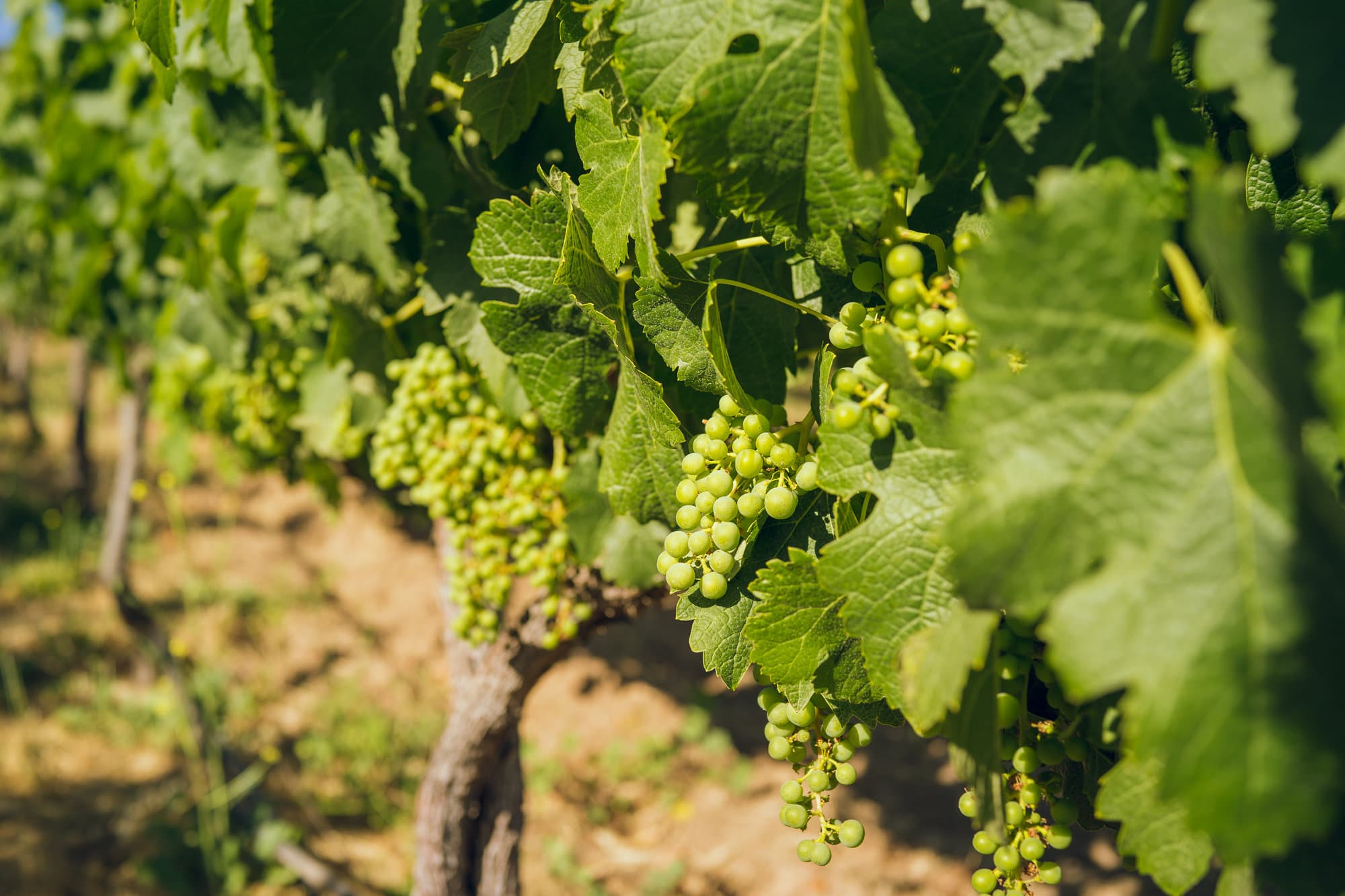 Sonoma Weekend photo DSC00675