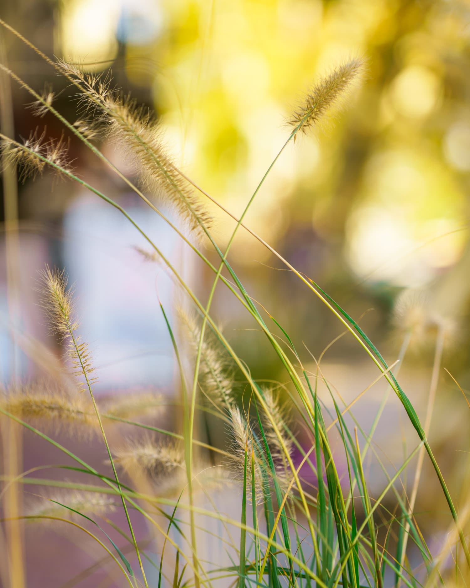 Newport photo DSC05264