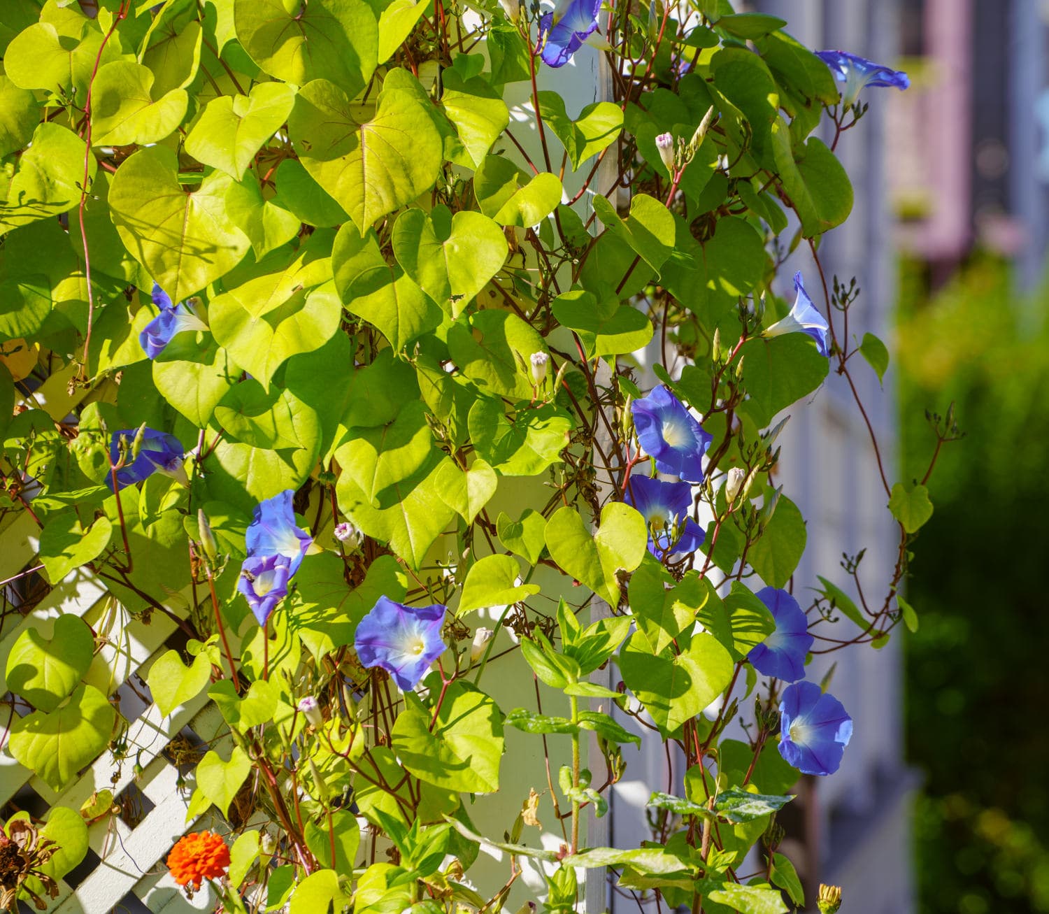 Newport photo DSC05381