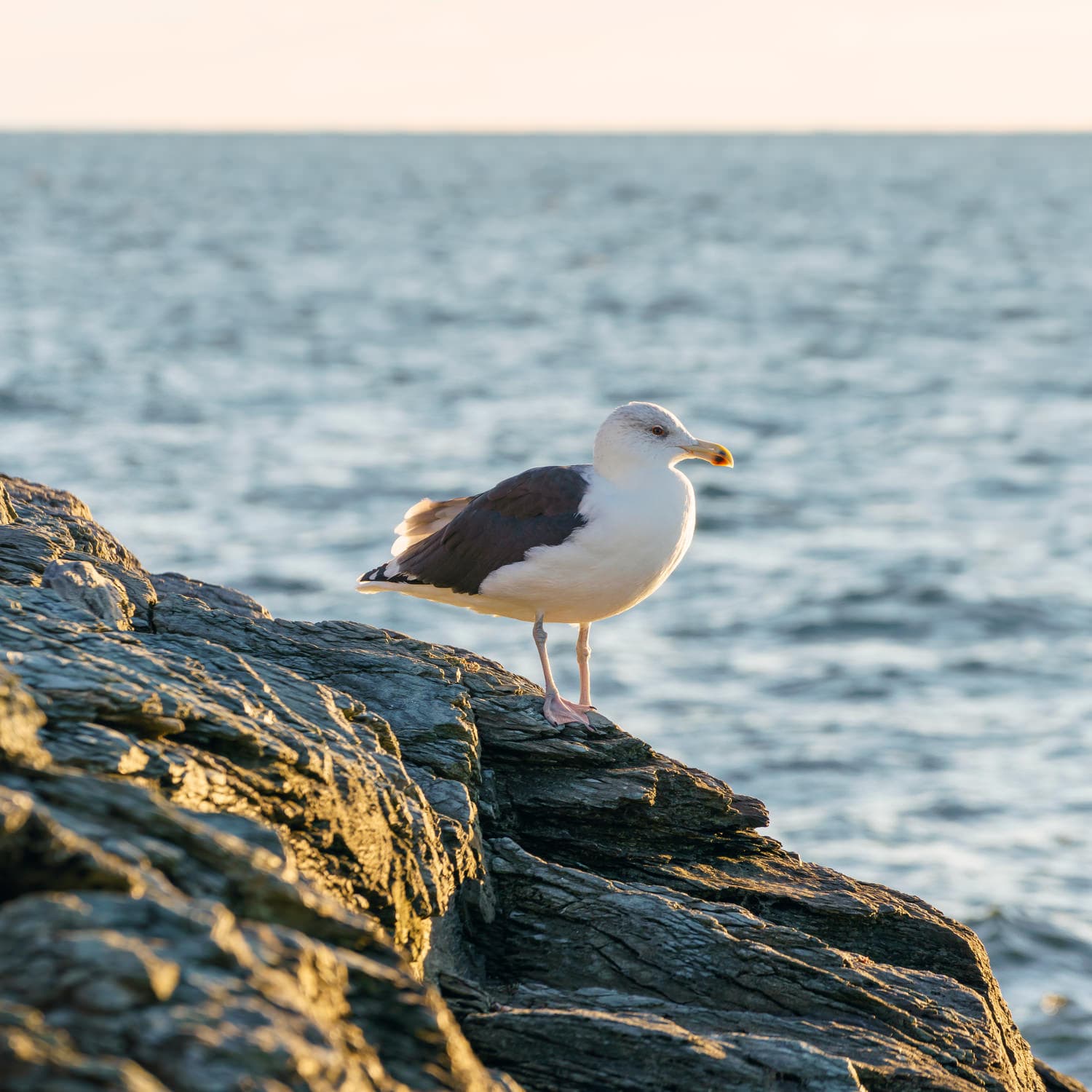 Newport photo DSC05604