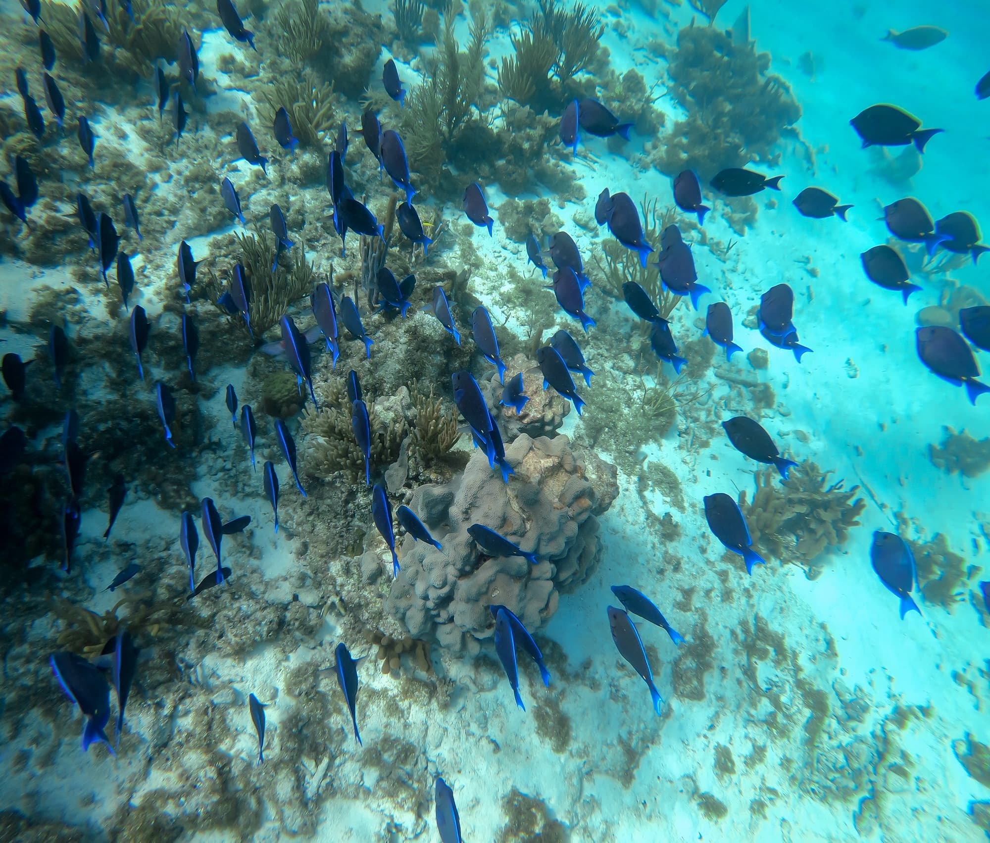 Grand Cayman photo DJIGP-DSC12