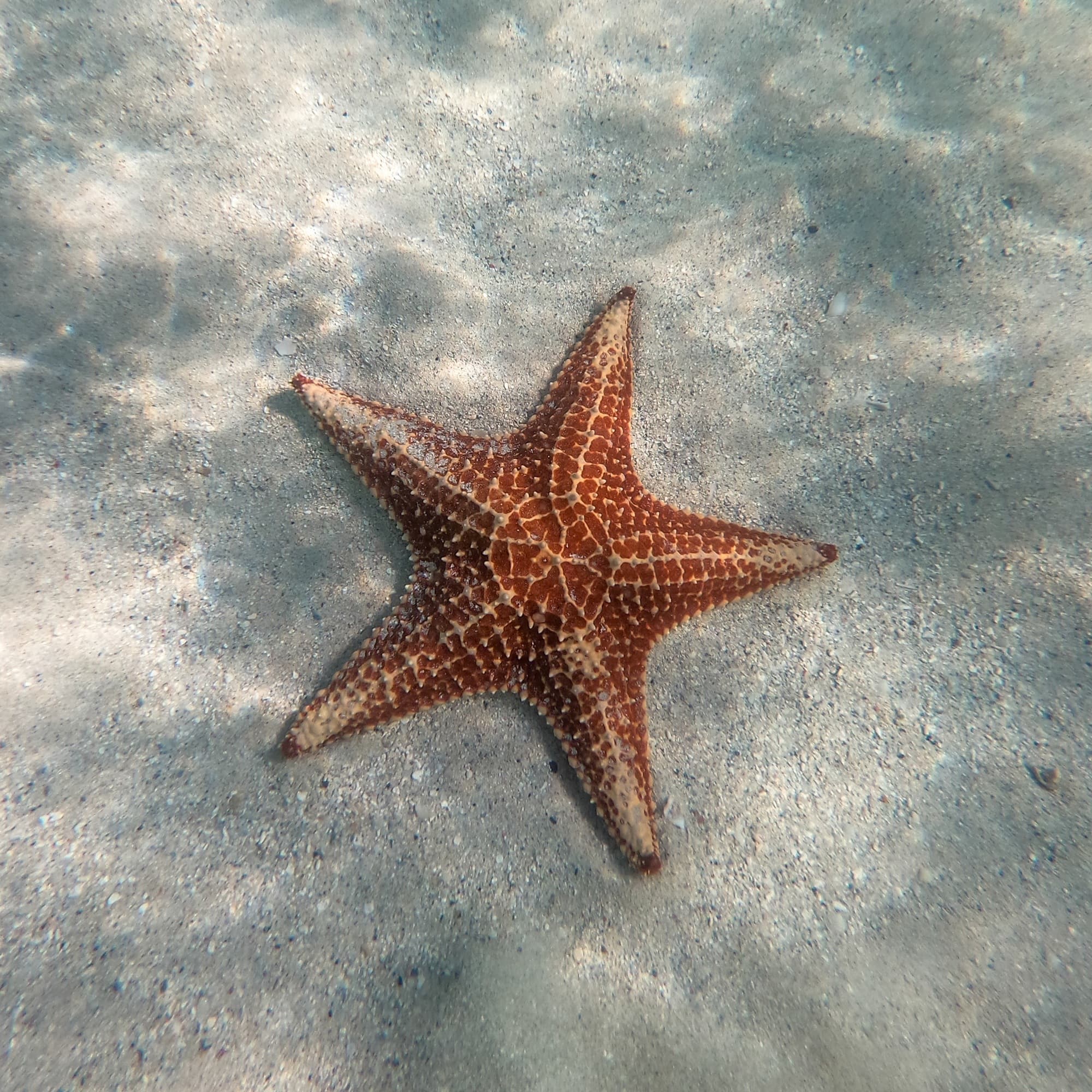 Grand Cayman photo DJIGP-DSC13