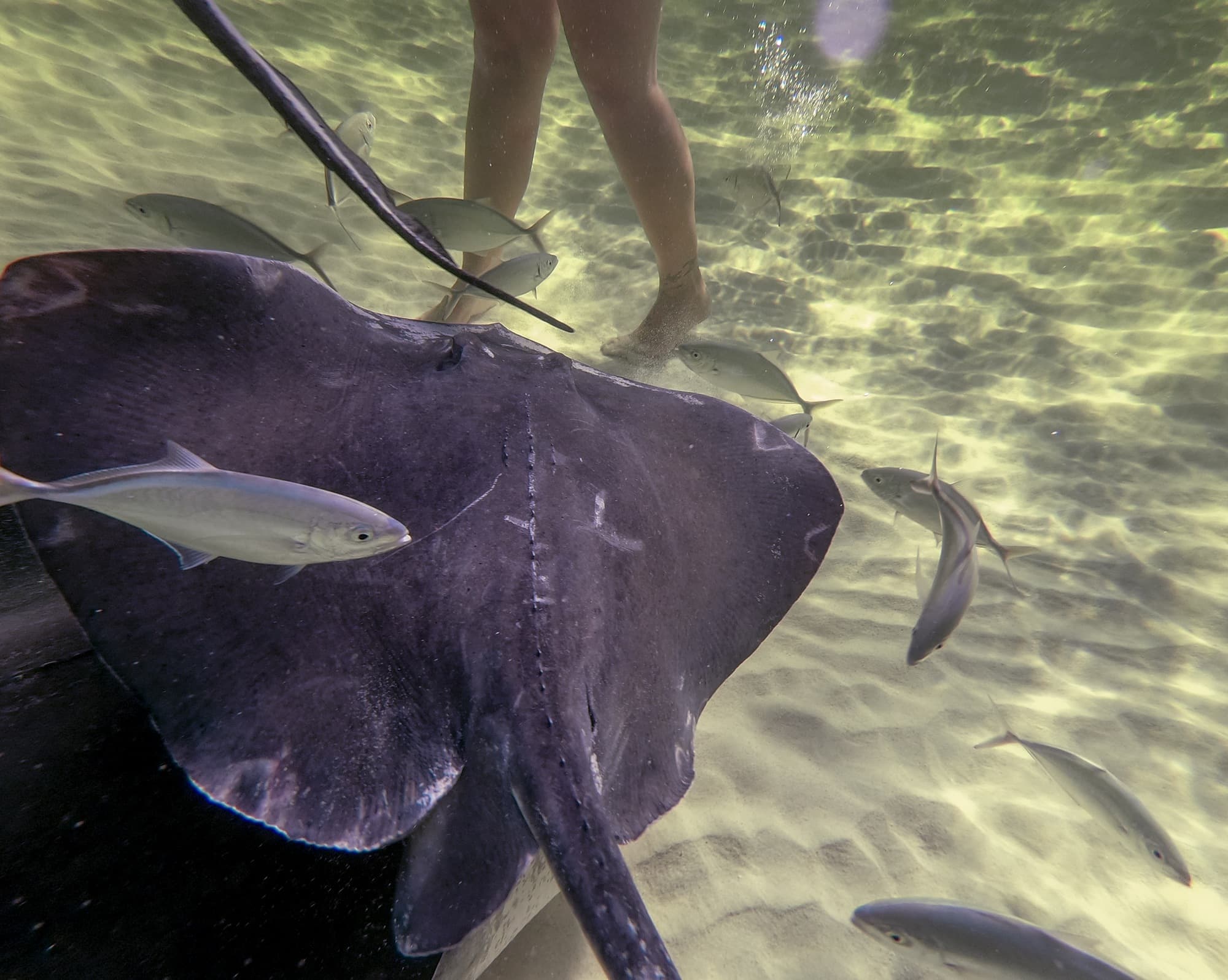 Grand Cayman photo DJIGP-DSC15