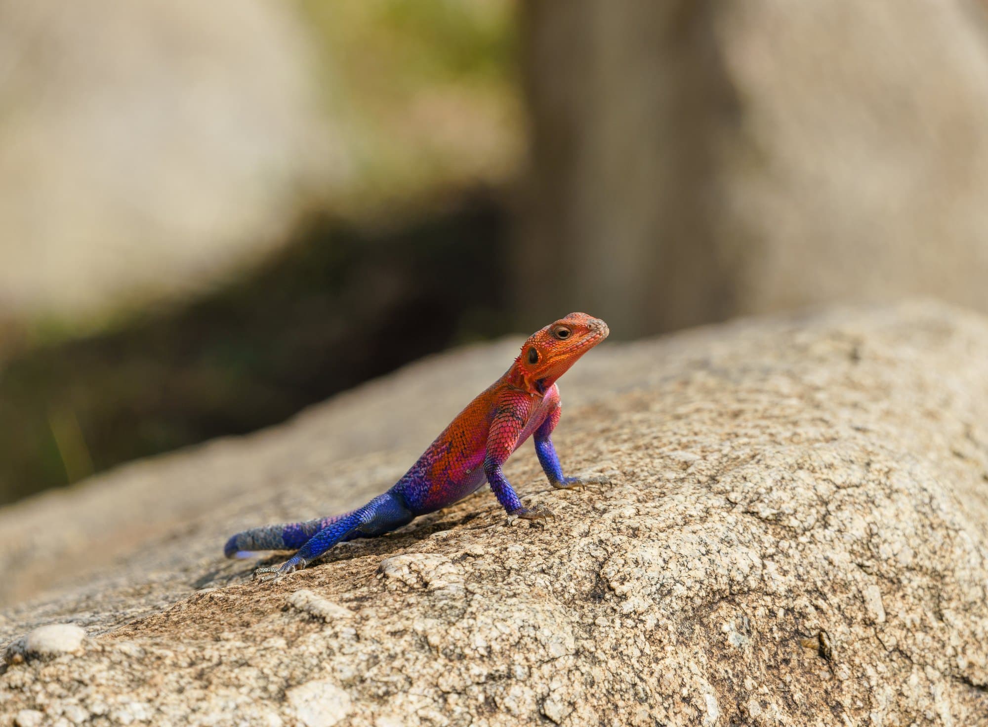 Northern Serengeti photo 92