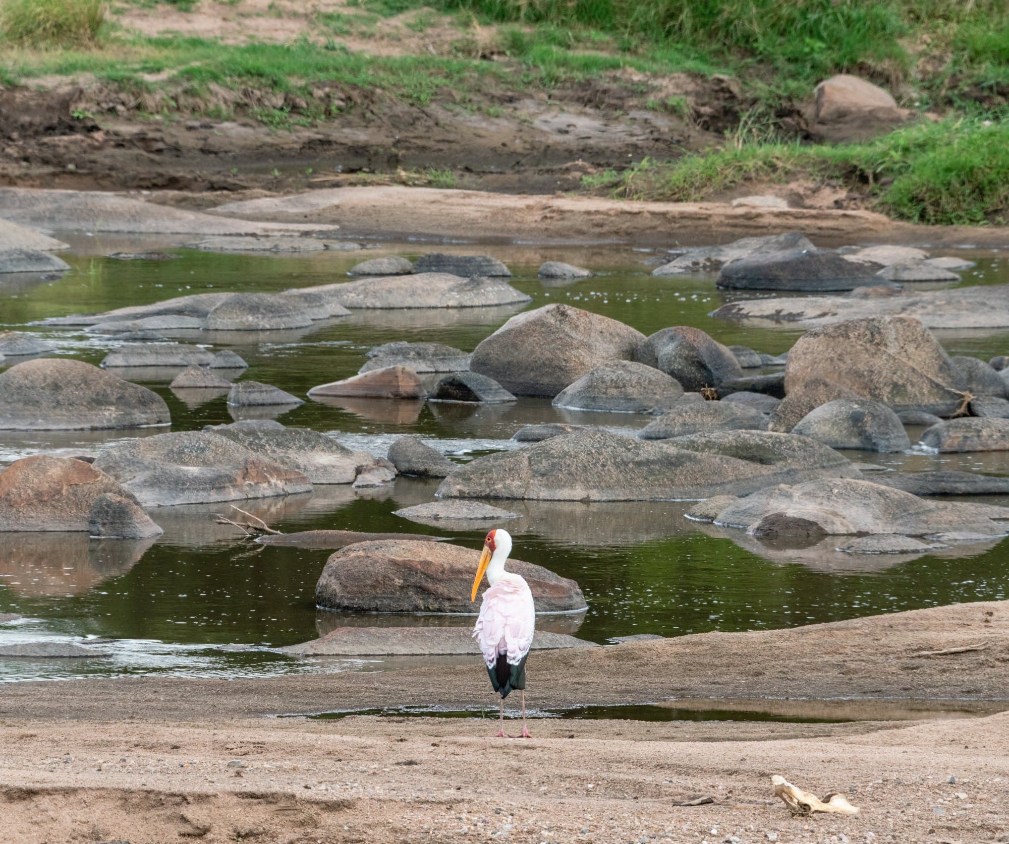 Northern Serengeti photo 94