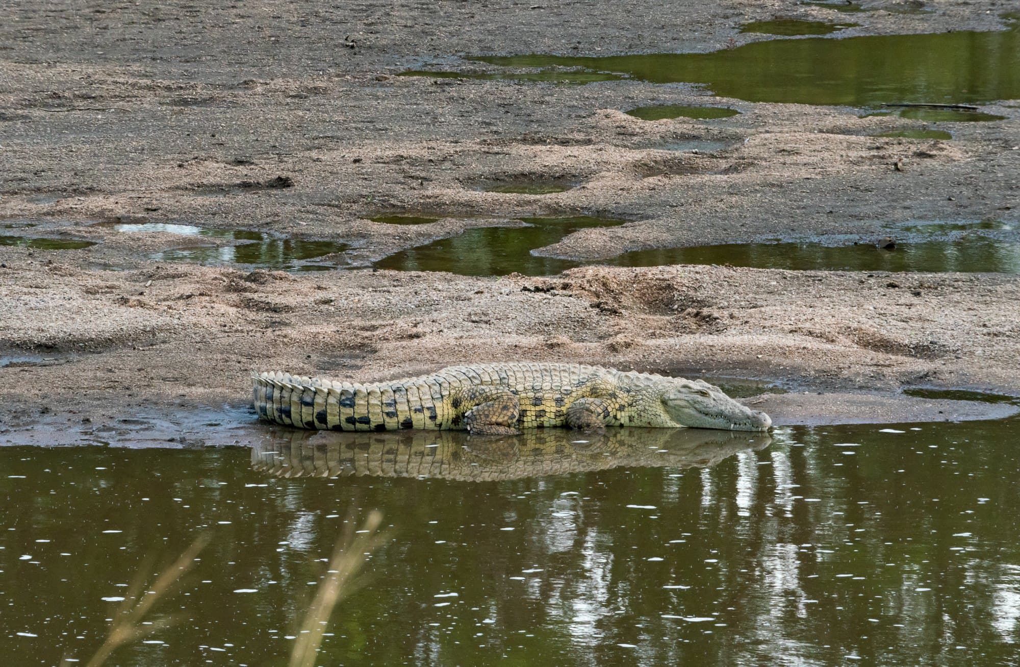 Northern Serengeti photo 95