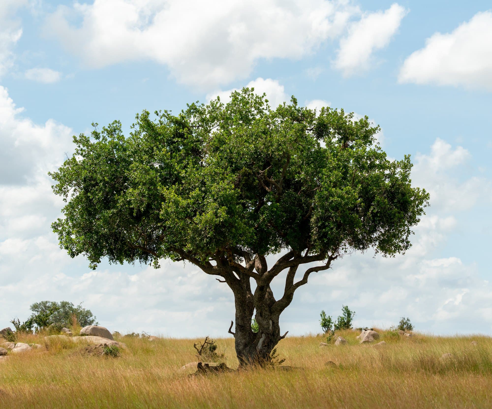 Northern Serengeti photo 97