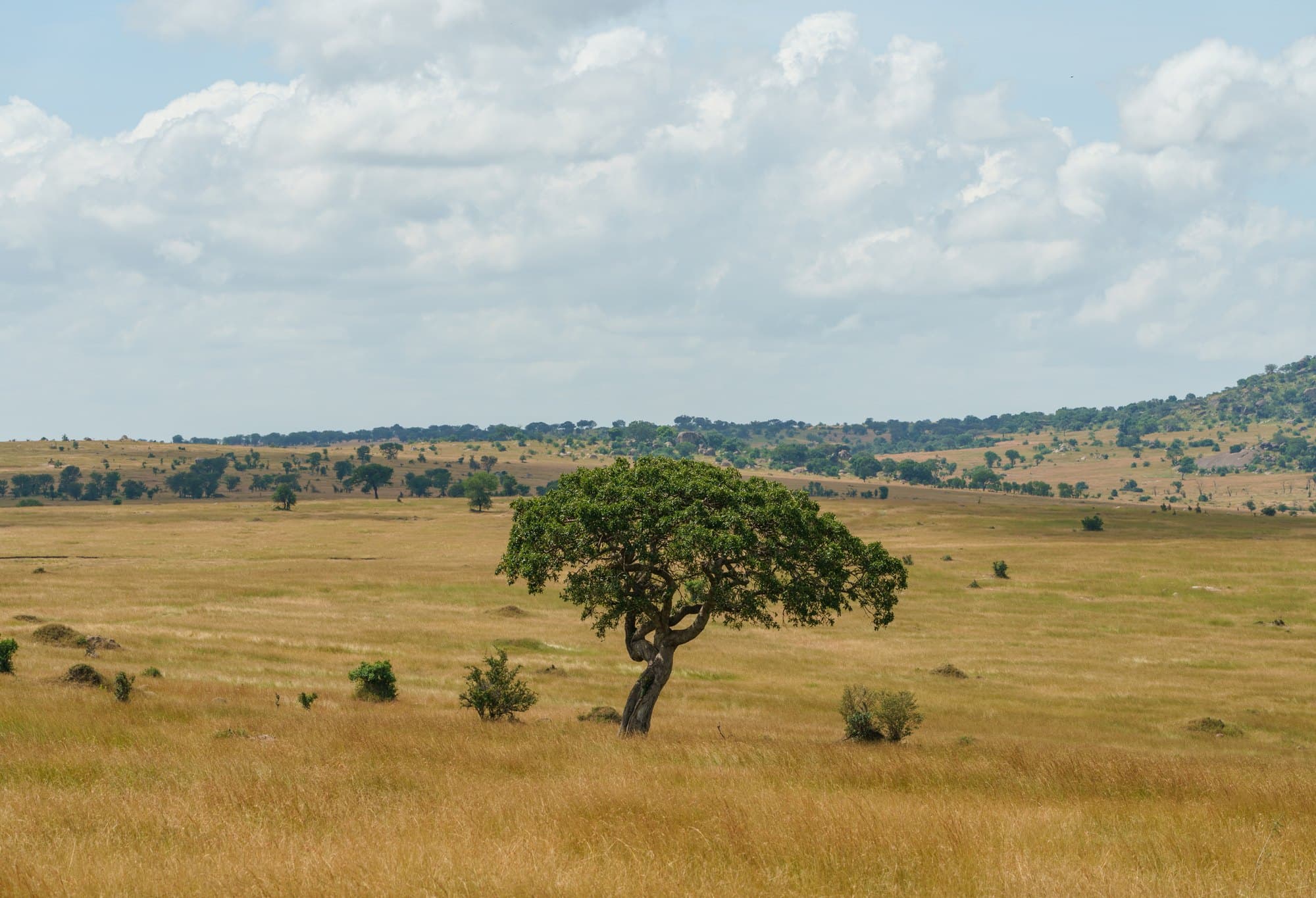 Northern Serengeti photo 99