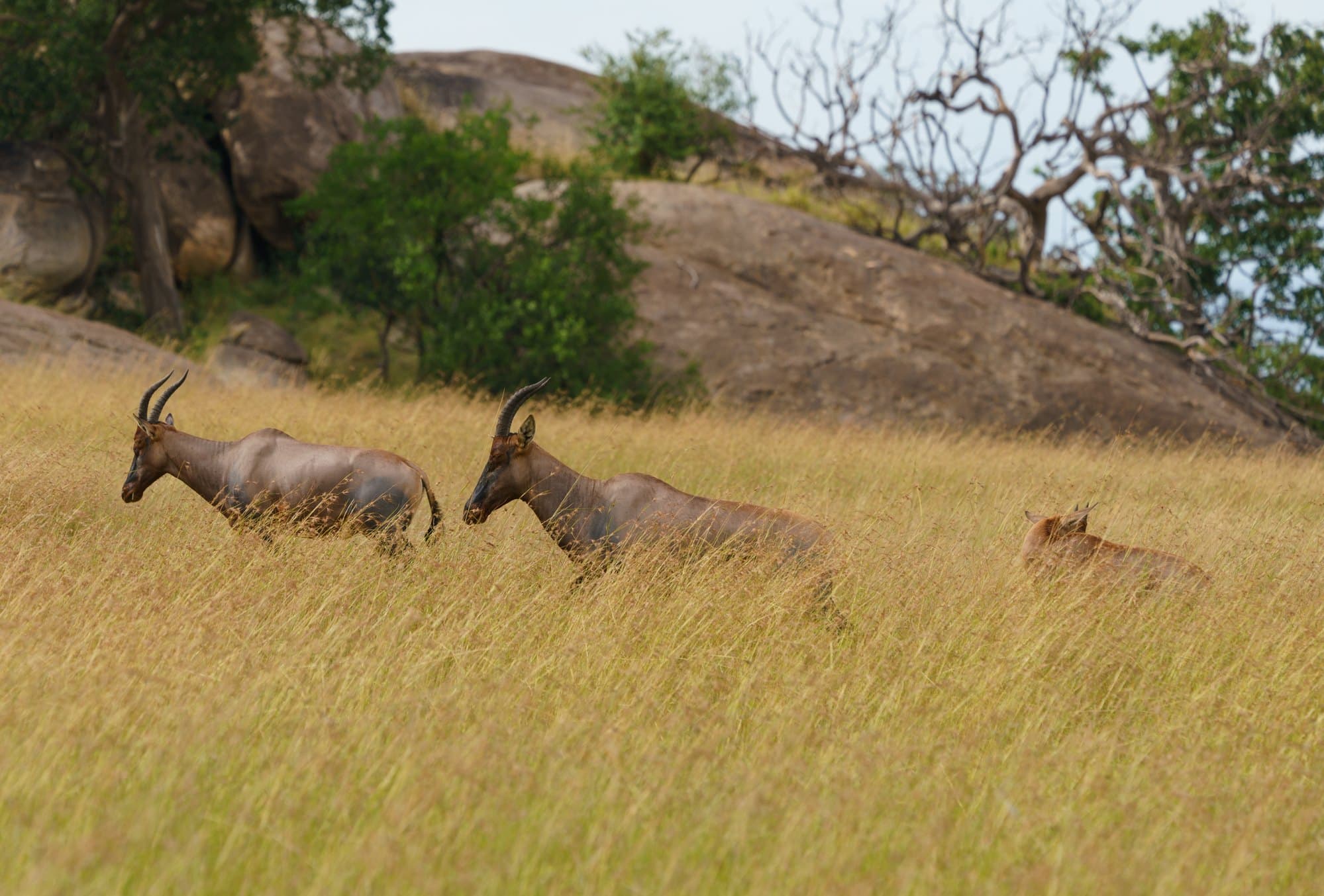 Northern Serengeti photo 74