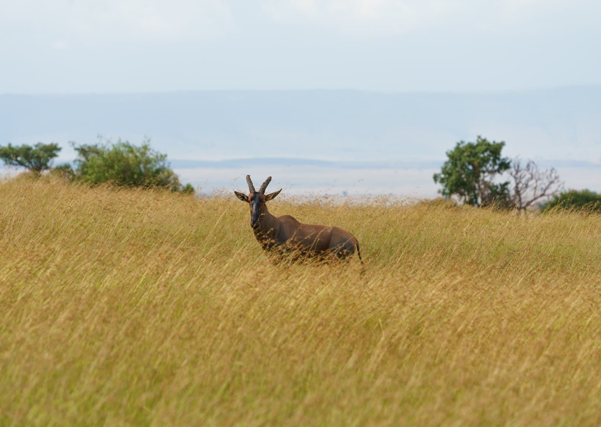 Northern Serengeti photo 72