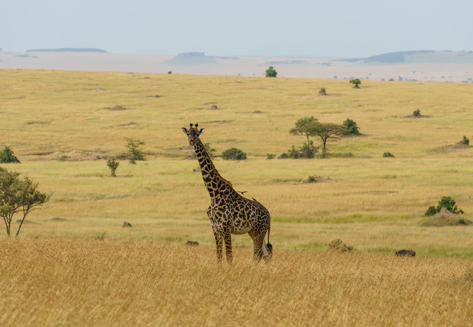 Northern Serengeti photo 75