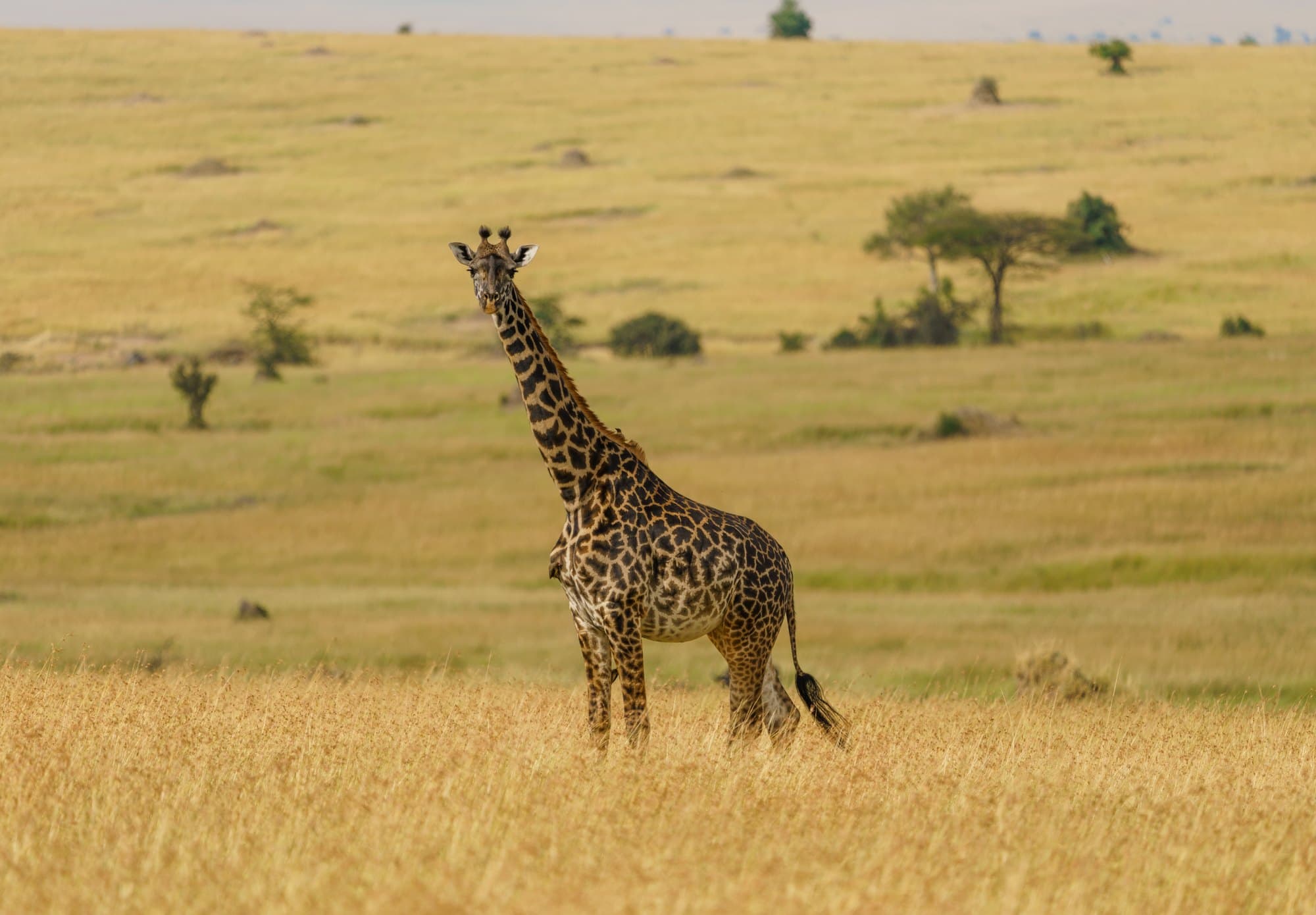 Northern Serengeti photo 76